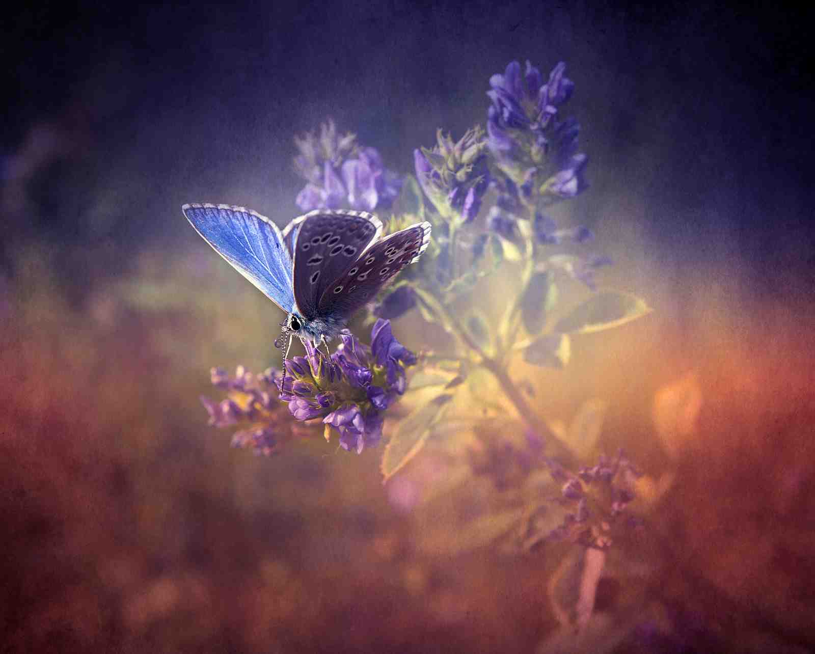 Enchanting Blue Butterfly Floral Wall Art