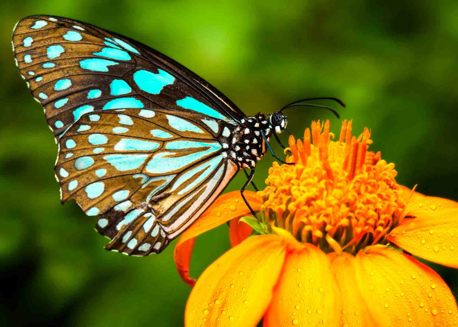 Stunning Blue Butterfly Nature Wall Art