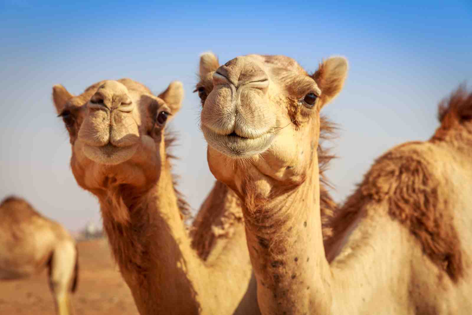 Two Camels Desert Safari Wall Art