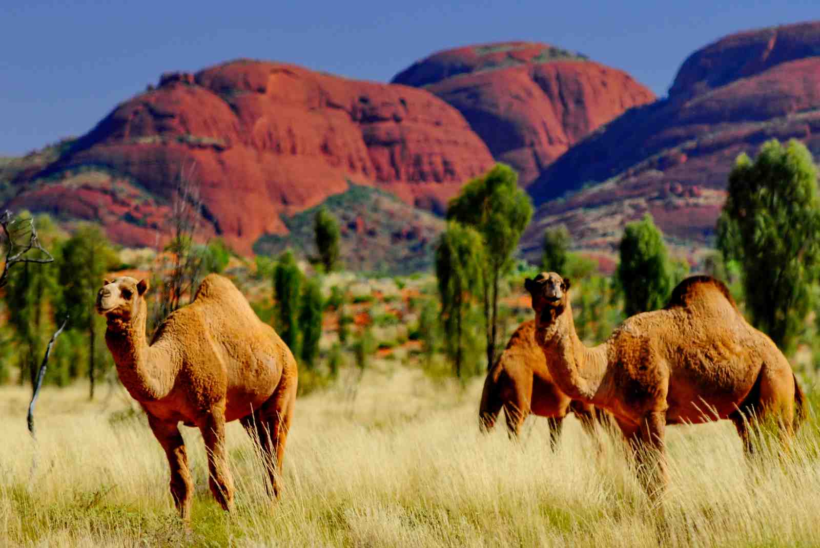 Desert Camels Outback Adventure Wall Art