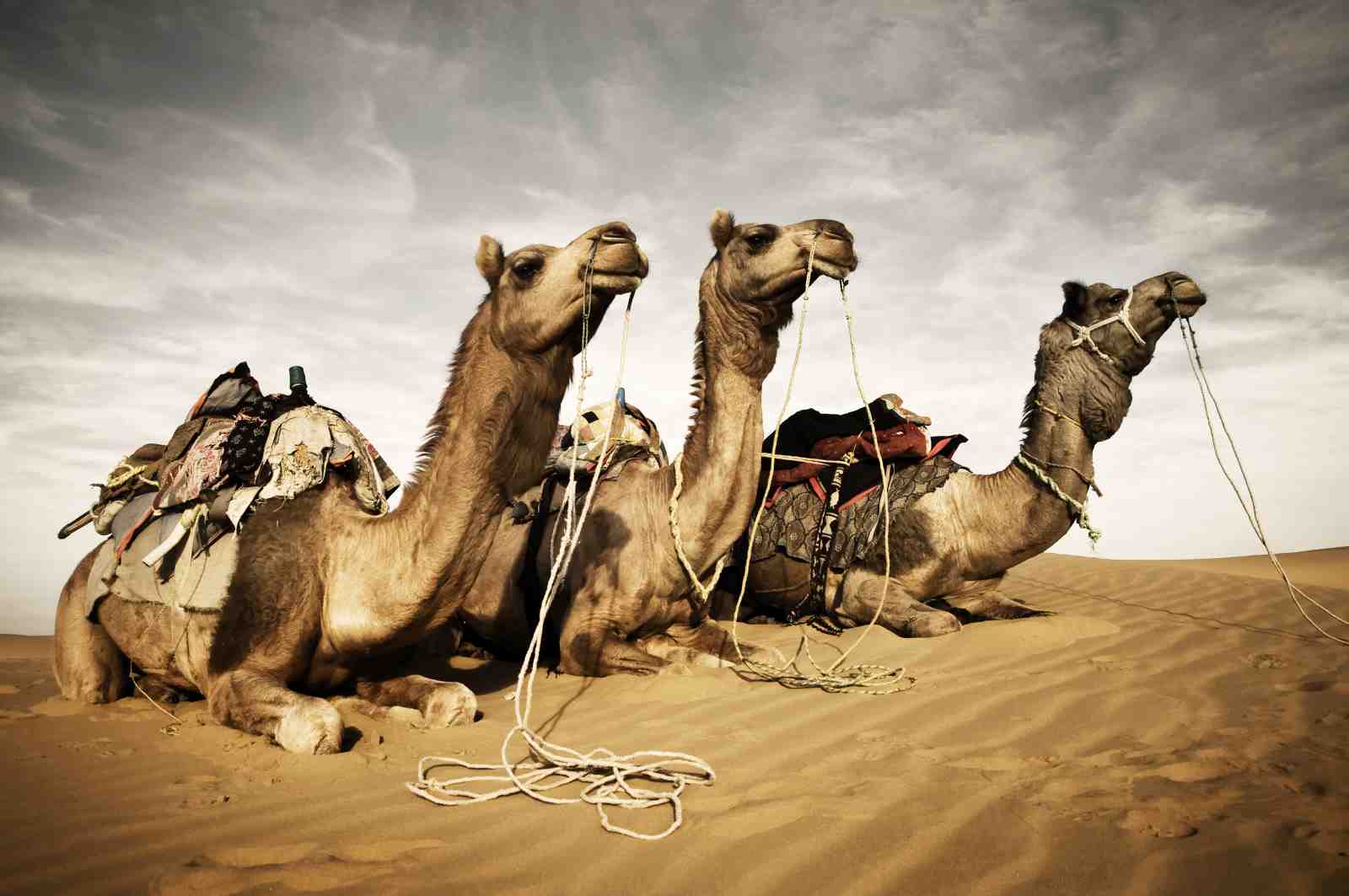 Majestic Camels Desert Journey Wall Art