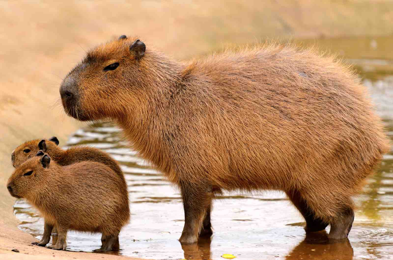 Adorable Capybara Family Nature Wall Art
