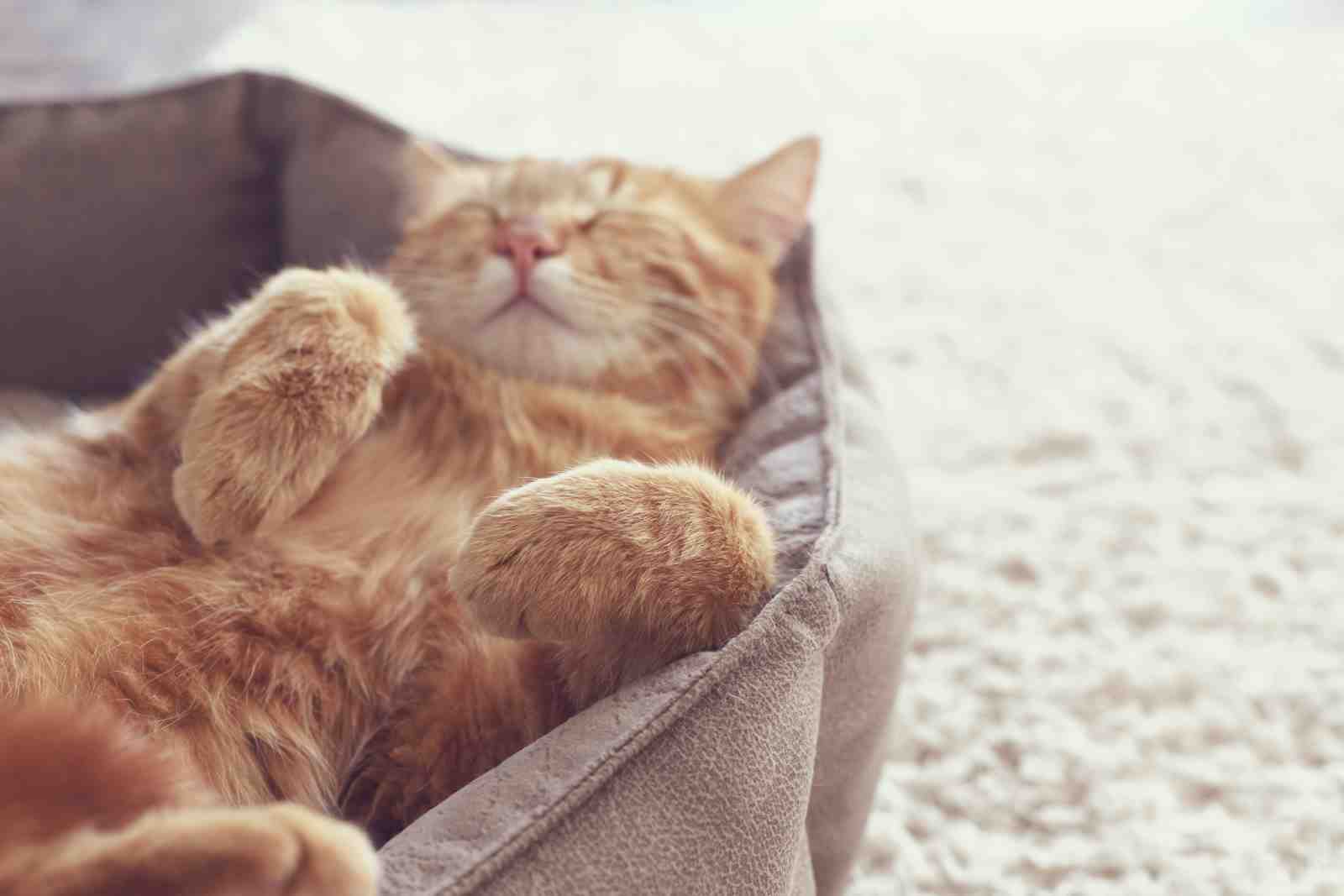 Cozy Orange Cat Nap Wall Art