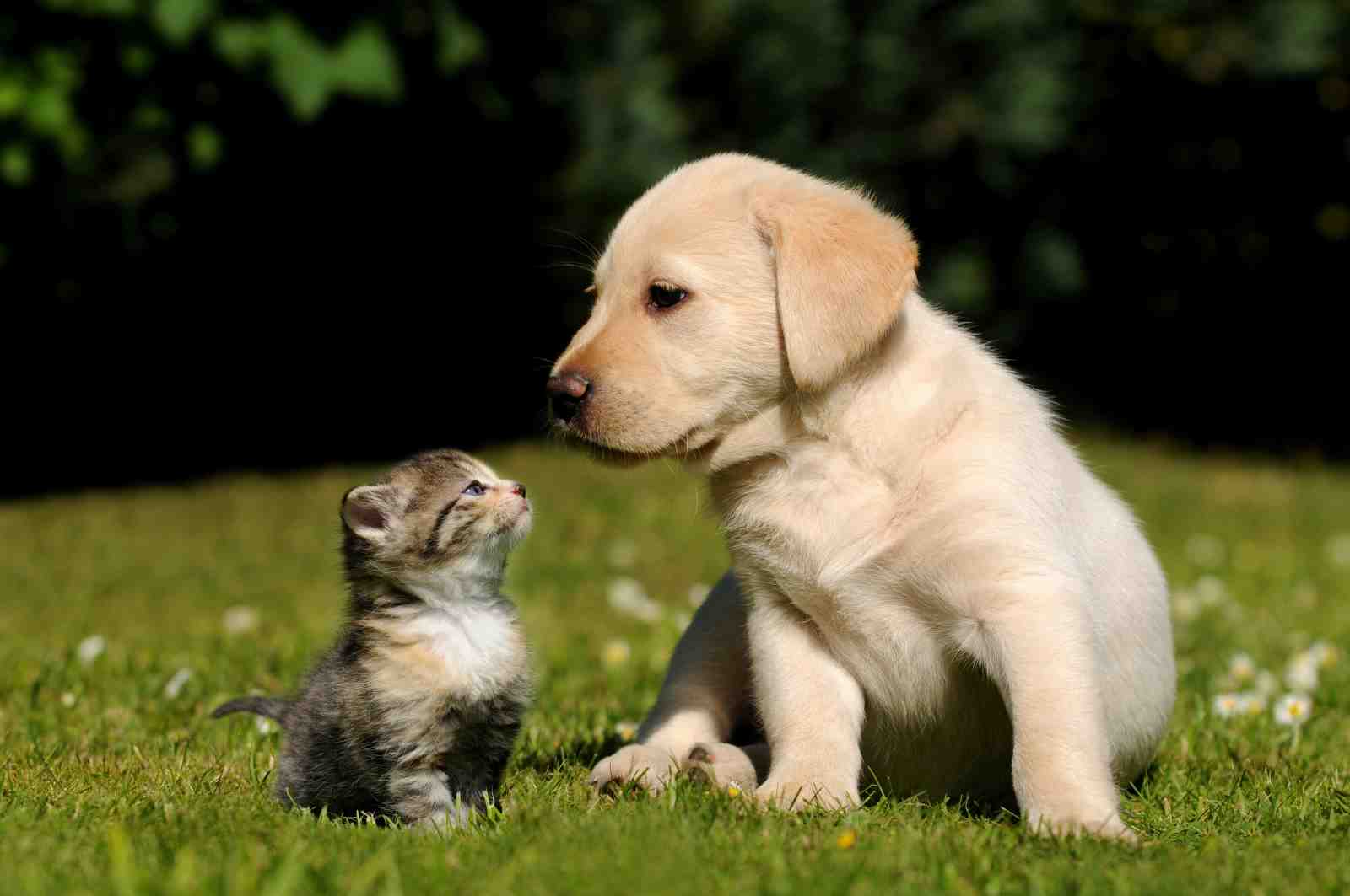 Adorable Puppy & Kitten Friendship Wall Art