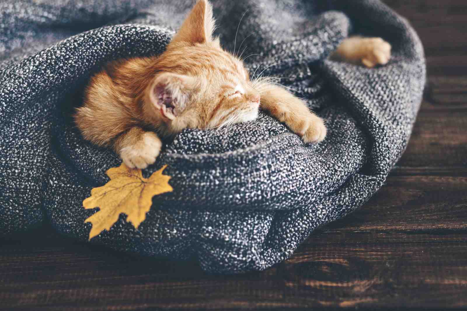Cozy Orange Kitten Autumn Nap Wall Art