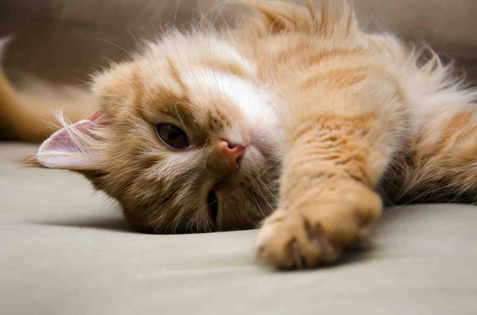 Adorable Ginger Cat Cozy Relaxation Wall Art