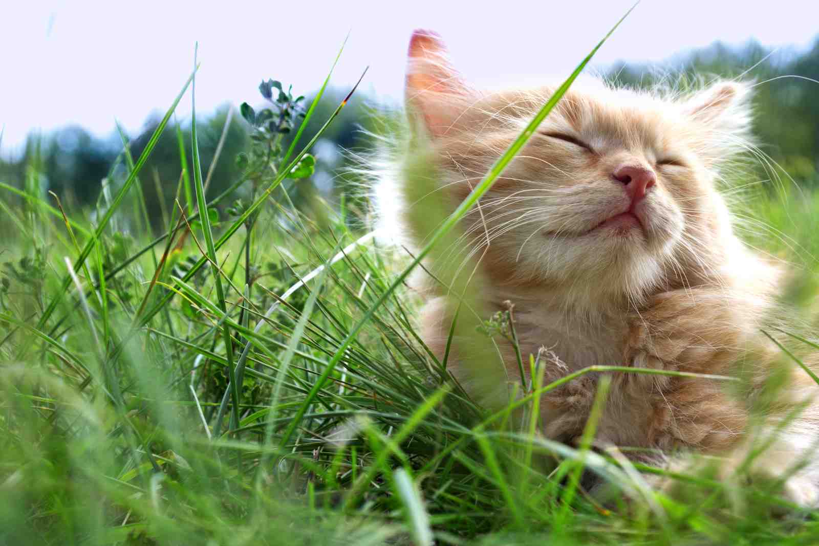 Joyful Kitten in Grass Wall Art
