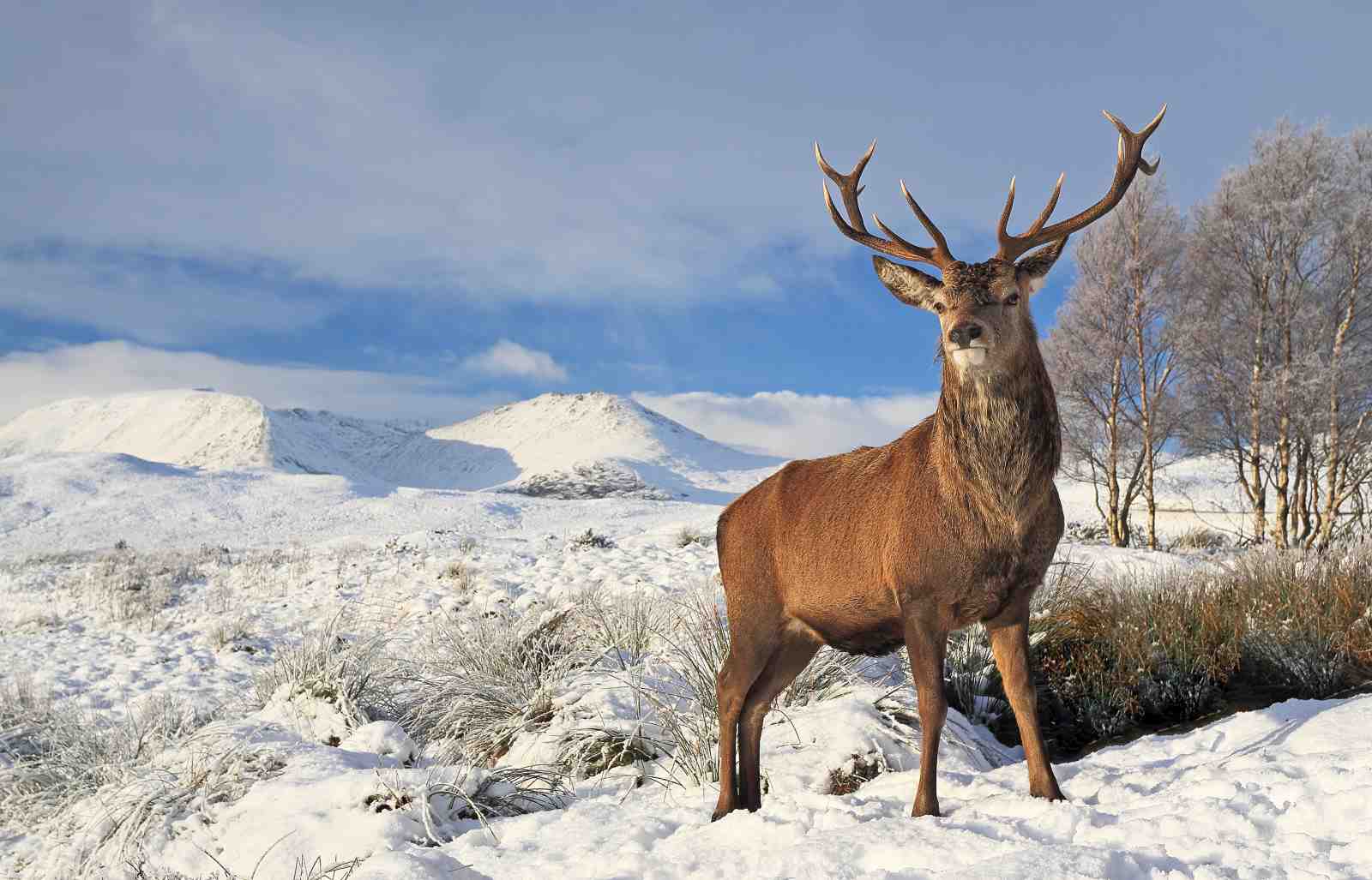 Majestic Stag Winter Scene Wall Art