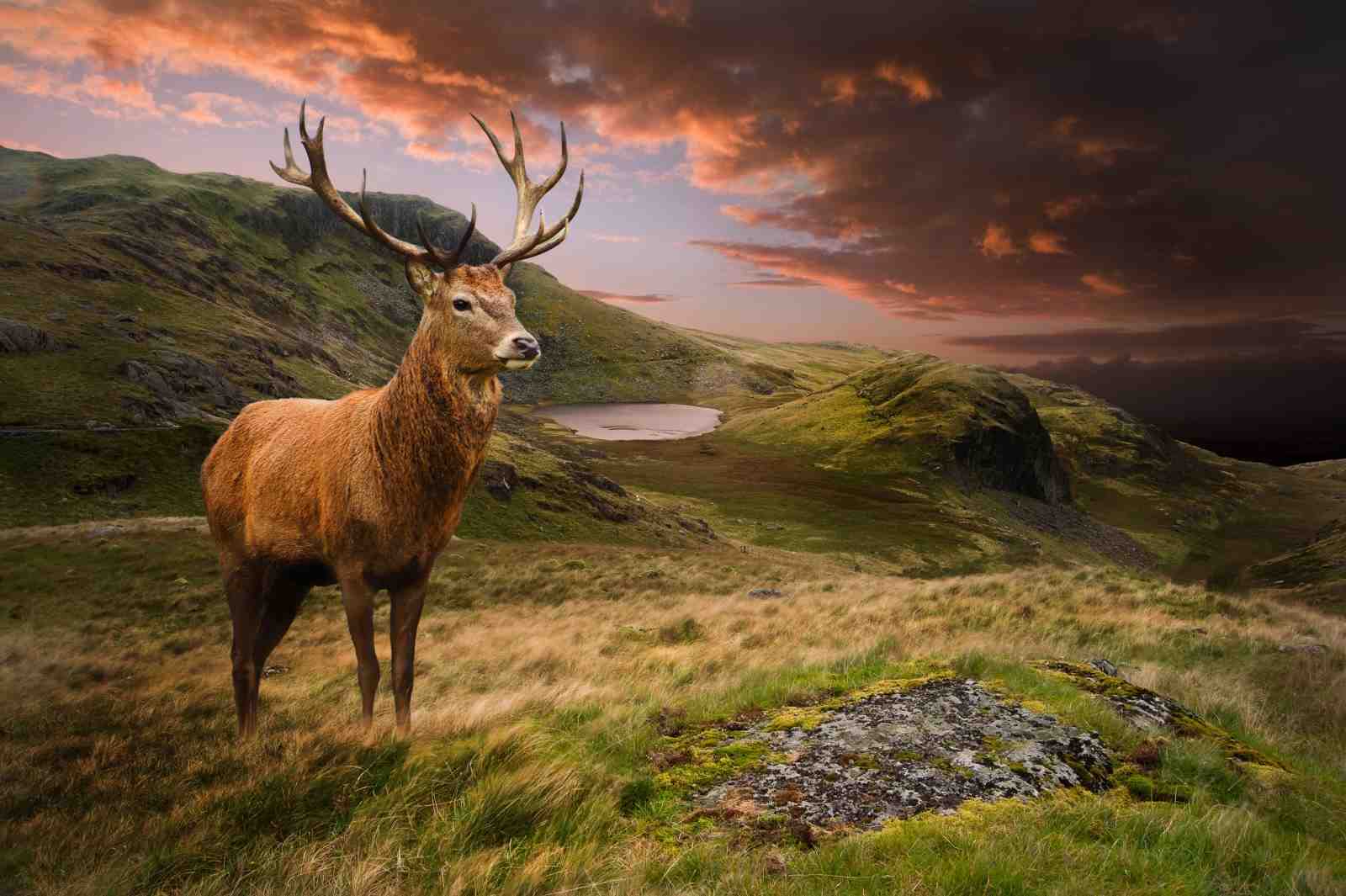 Majestic Stag Highland Sunset Wall Art