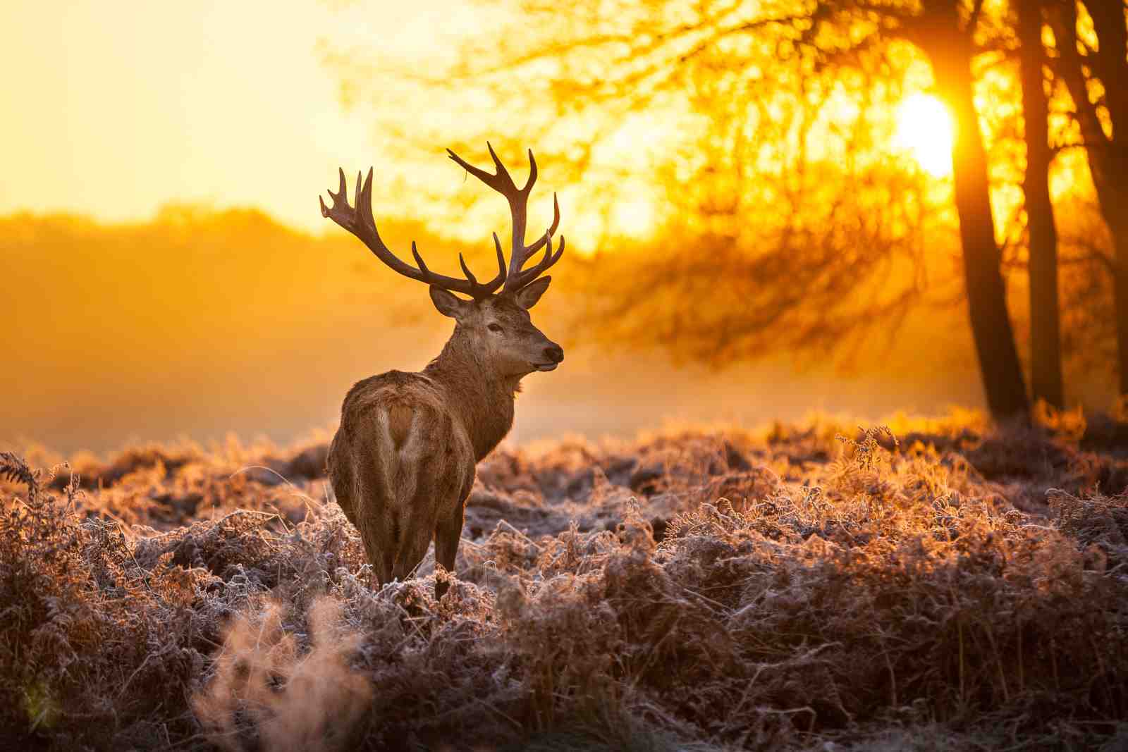 Majestic Stag Sunrise Wildlife Wall Art