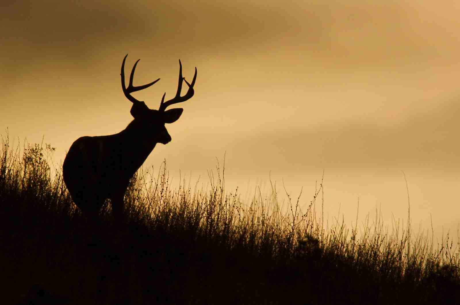 Majestic Buck Silhouette Wall Art - Wildlife Decor