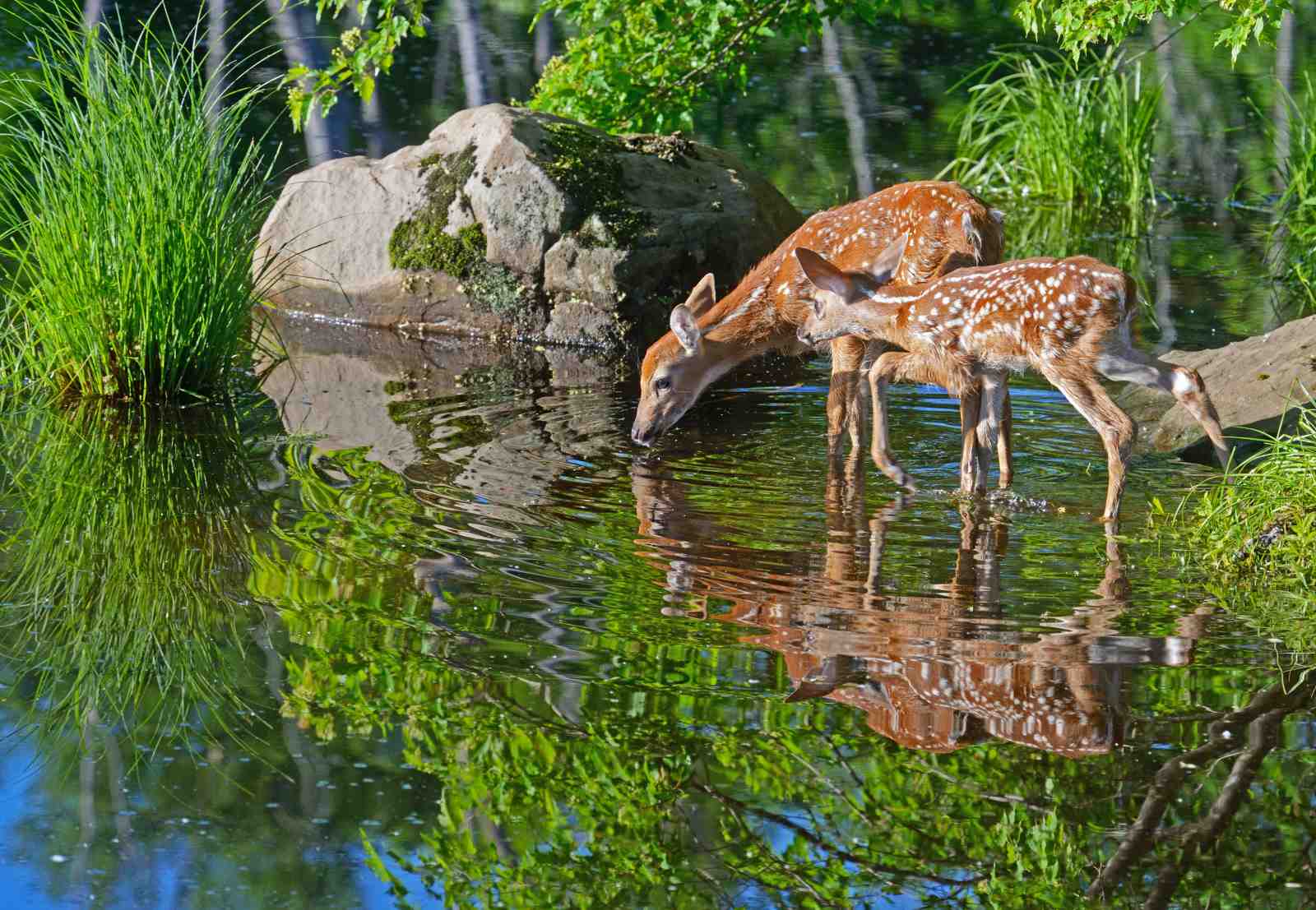 Serene Fawn Nature Scene Wall Art