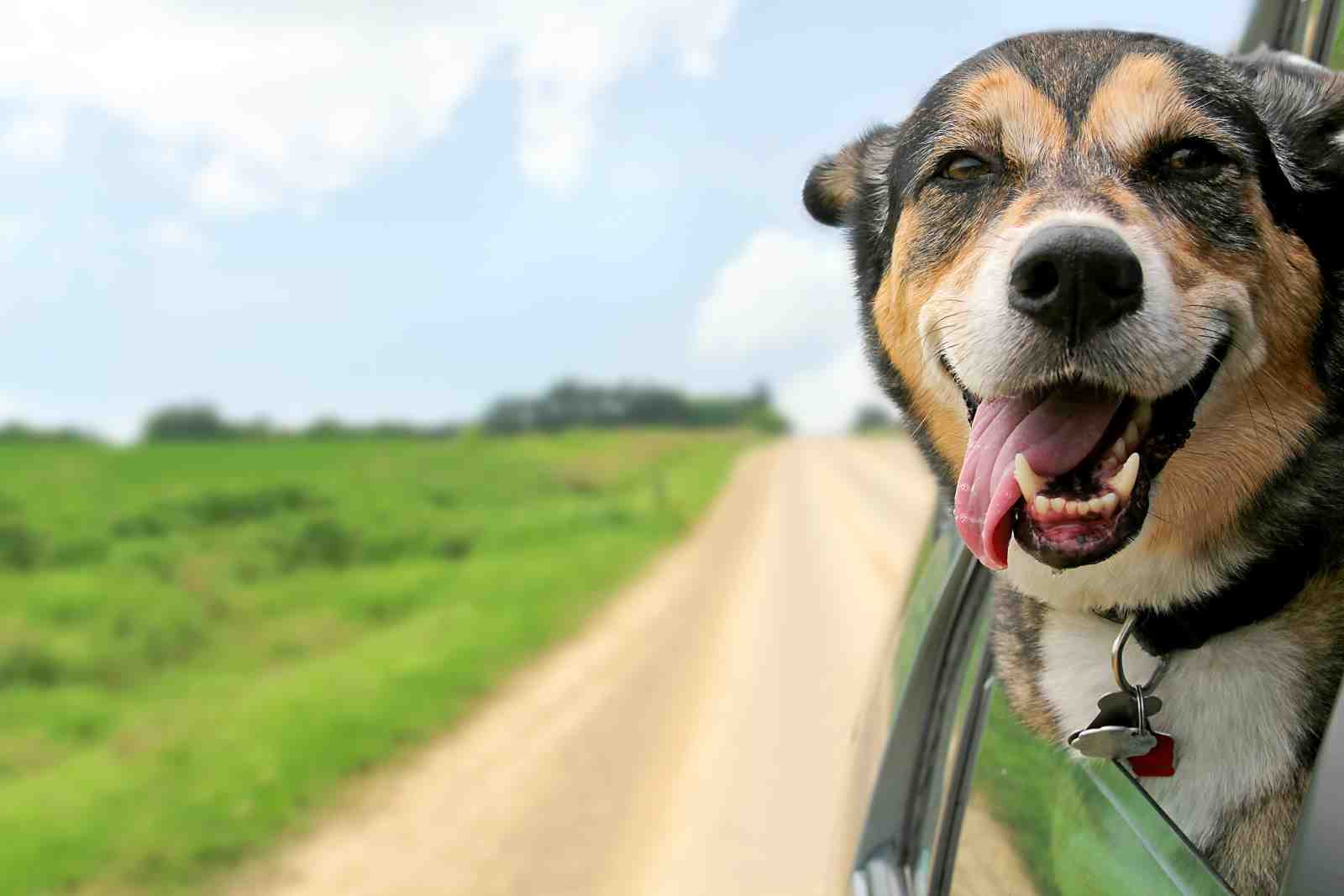 Joyful Dog Road Trip Wall Art