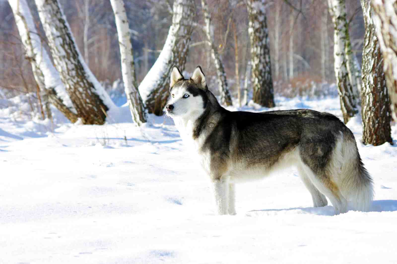 Majestic Husky in Winter Forest Wall Art