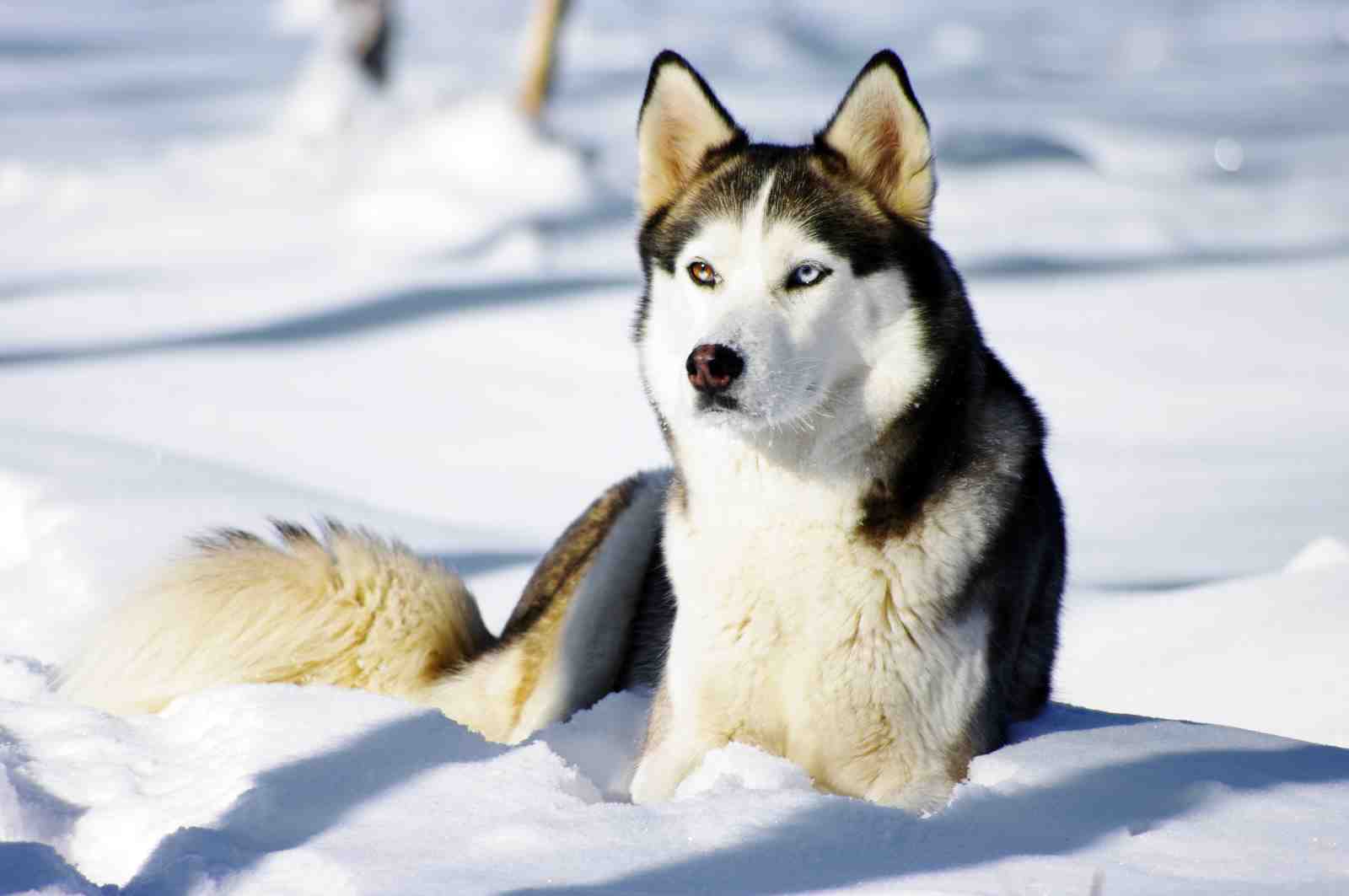 Majestic Husky in Snow Wall Art