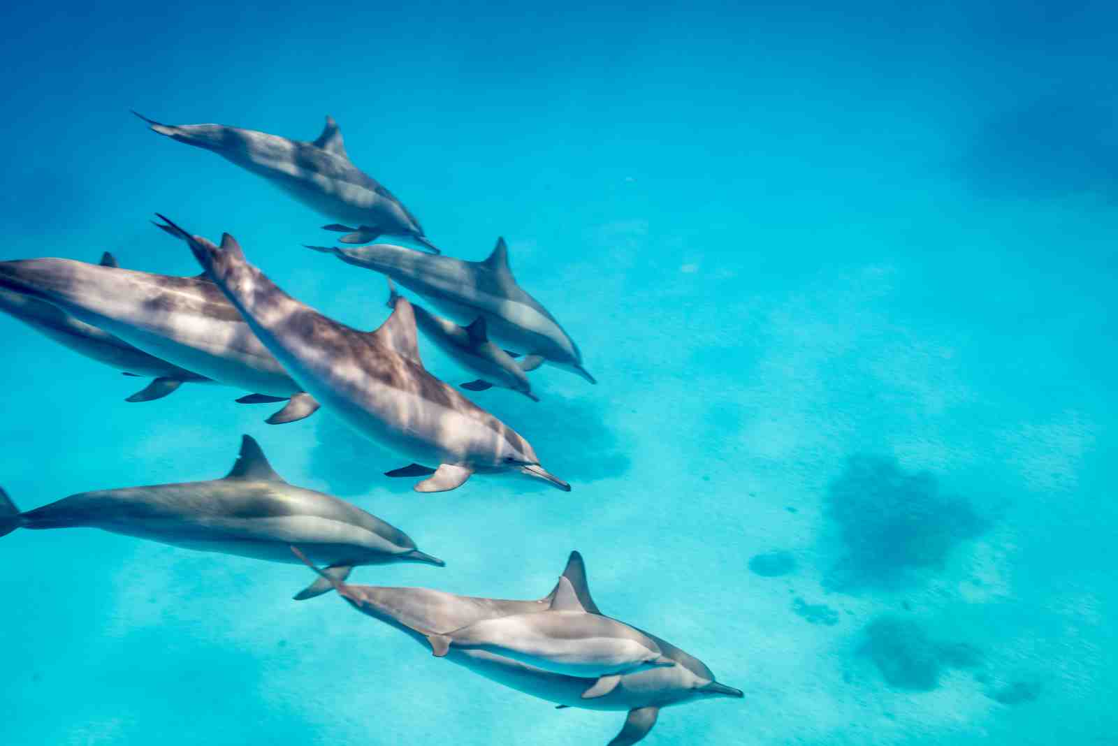 Majestic Dolphin Pod Ocean Wall Art