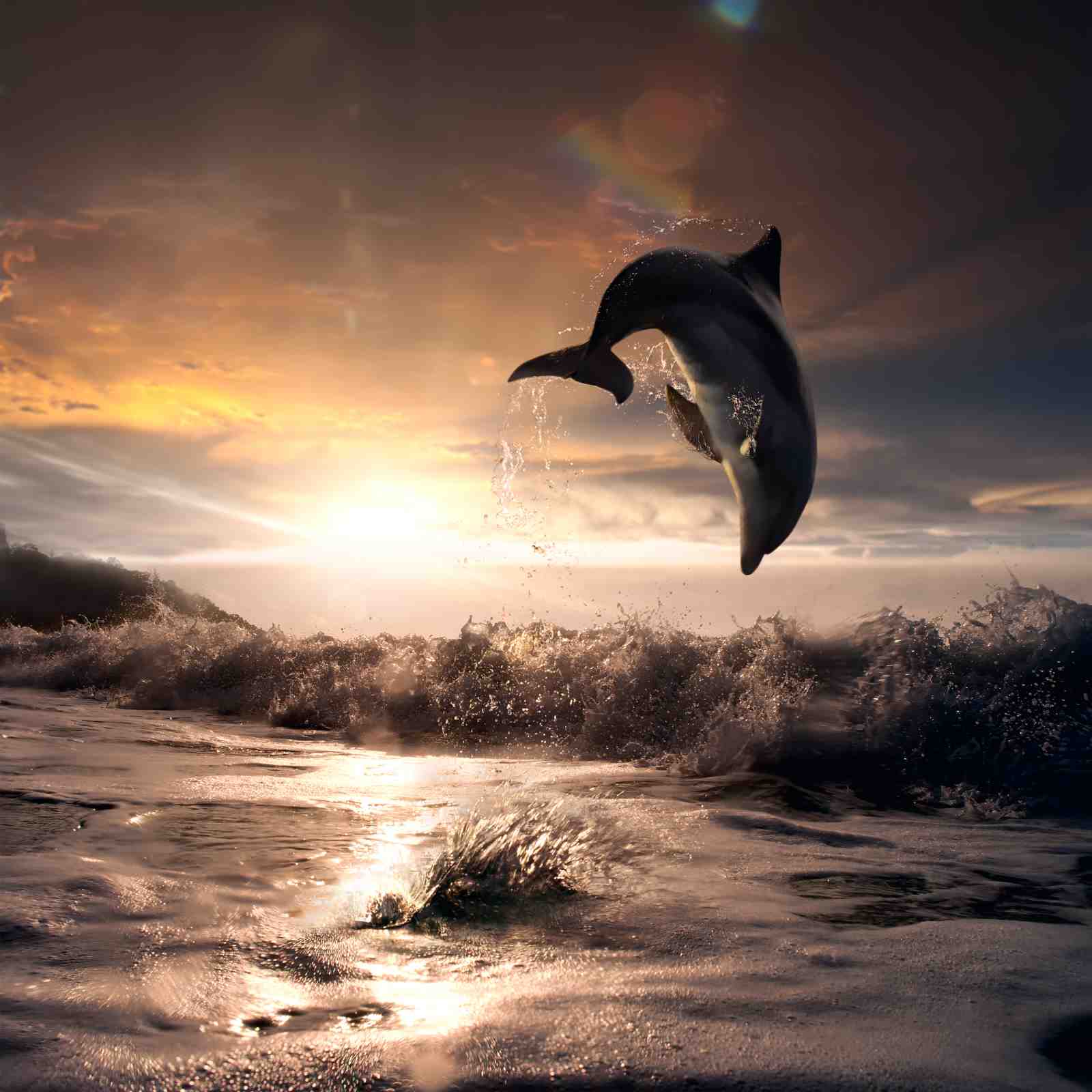 Dolphin Leap Sunset Ocean Wall Art