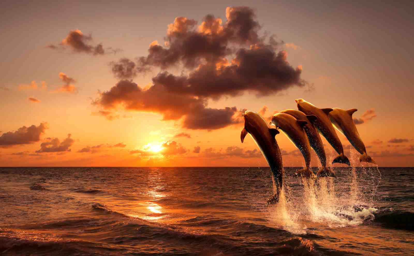 Dolphins Jumping Sunset Ocean Wall Art