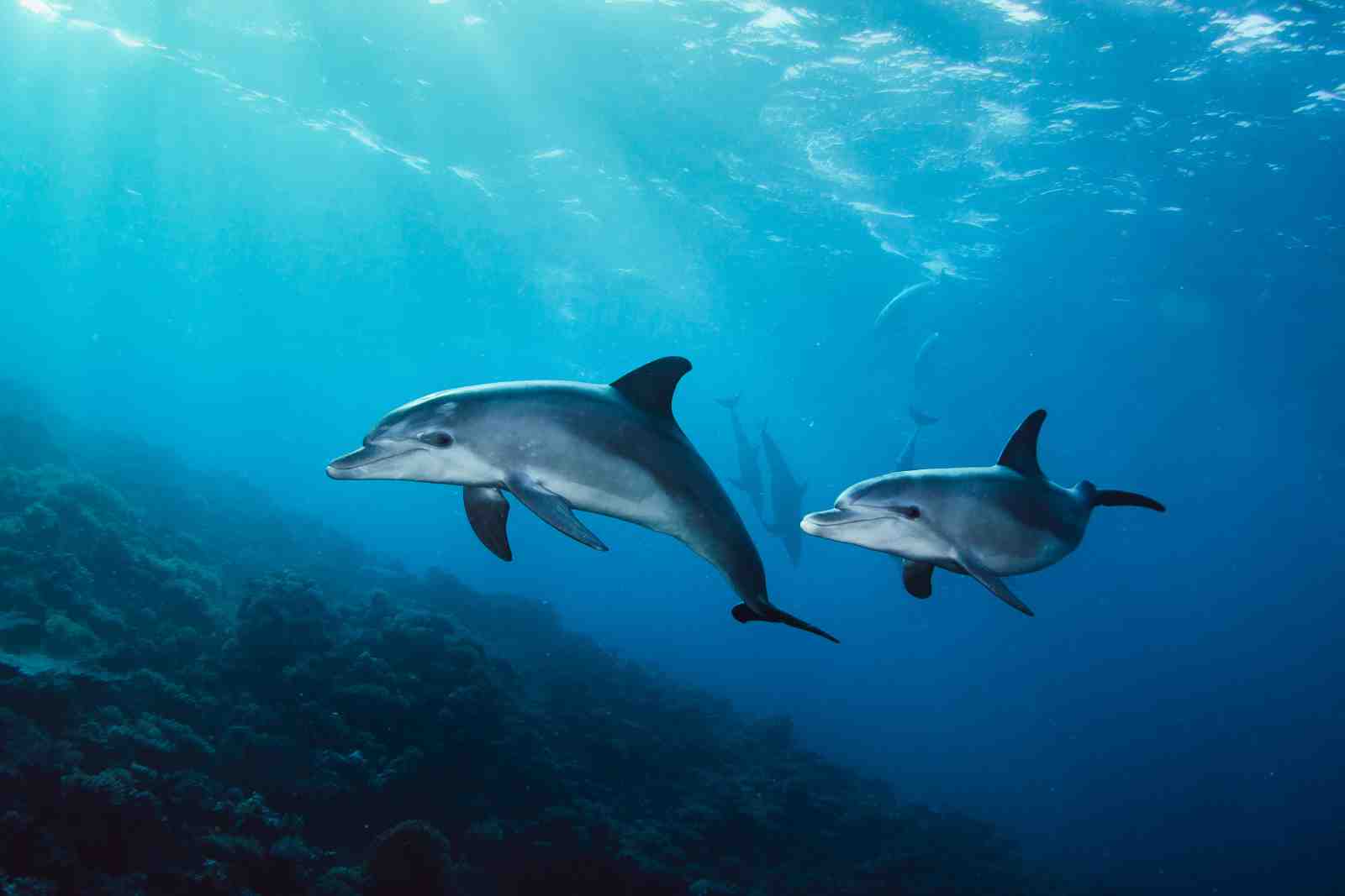 Ocean Dolphins Swimming Wall Art