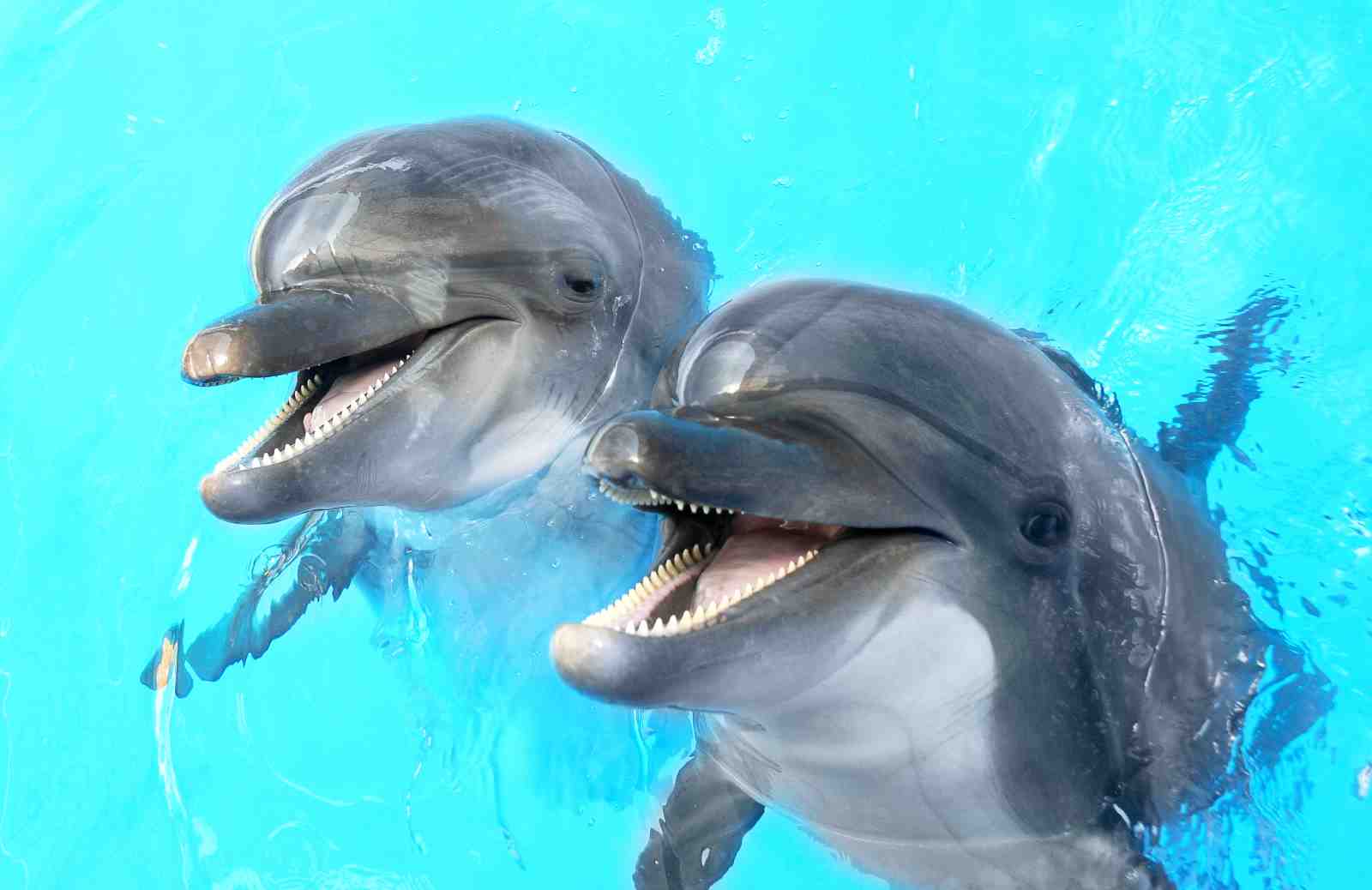 Playful Dolphin Duo Turquoise Delight Wall Art