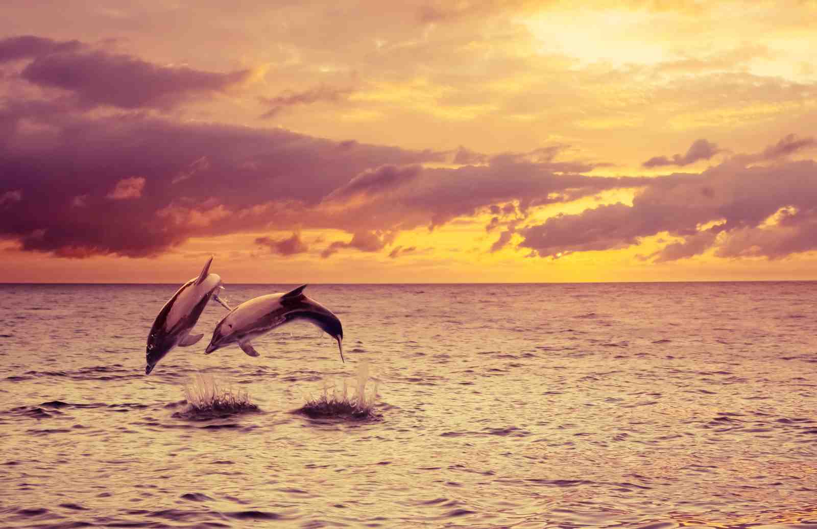 Dolphins Leaping at Sunset Wall Art