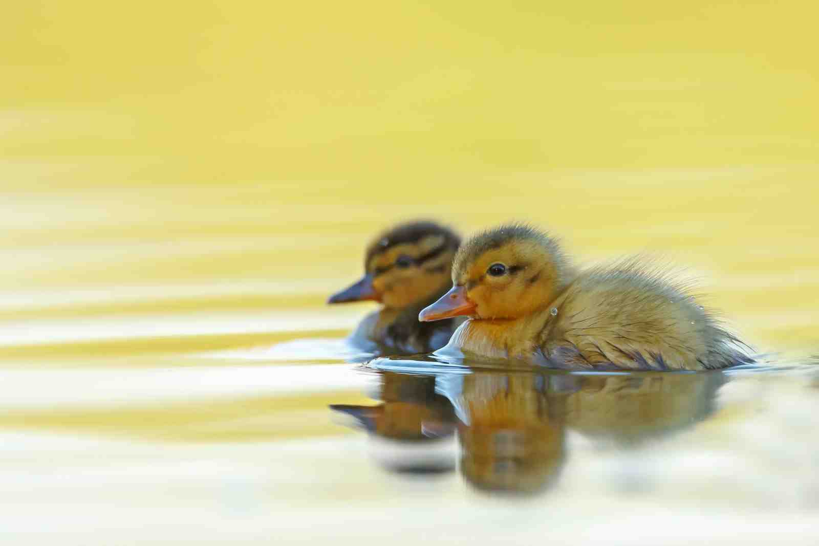 Adorable Ducklings Serene Swim Wall Art