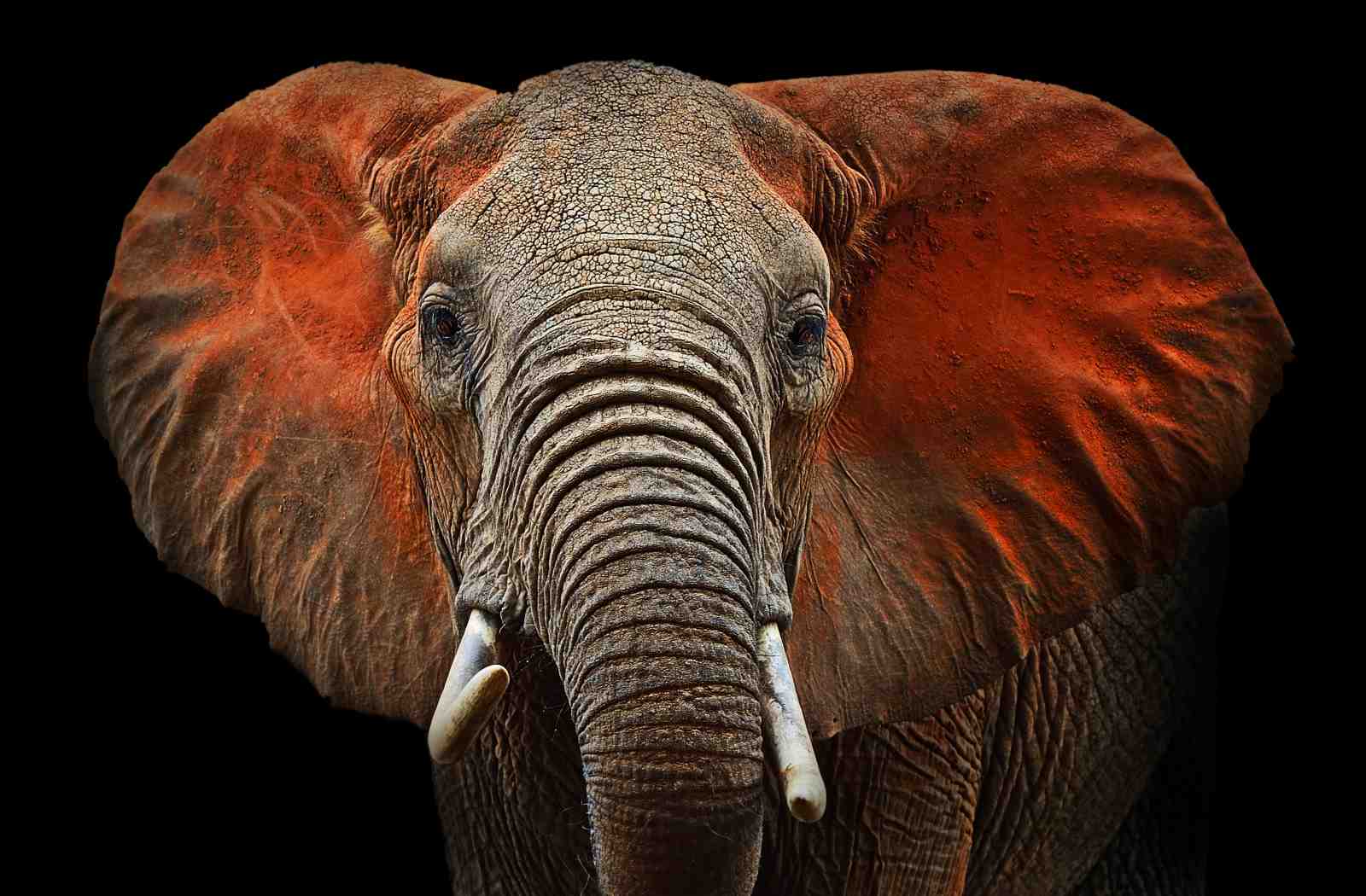 Majestic Elephant Portrait Wall Art