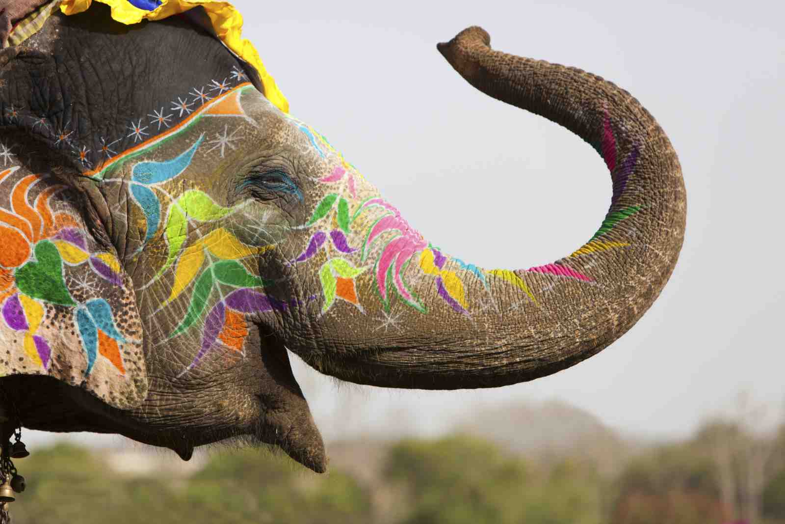 Vibrant Elephant Art Wall Art
