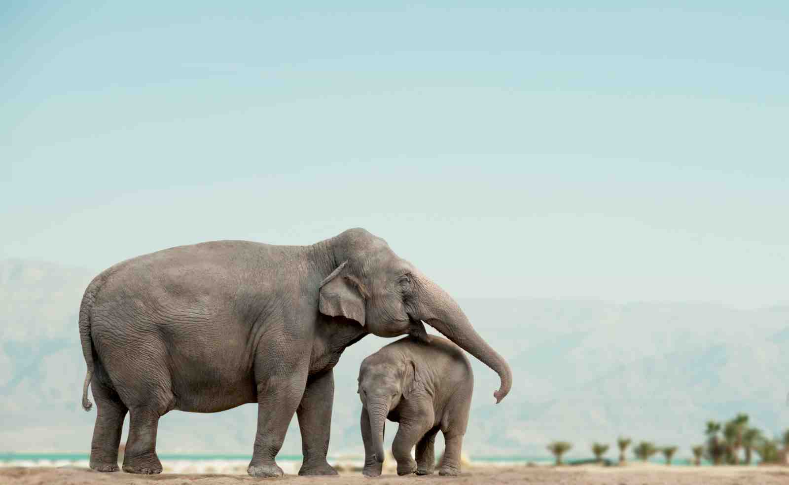 Gentle Giants Elephant Family Serenity Wall Art