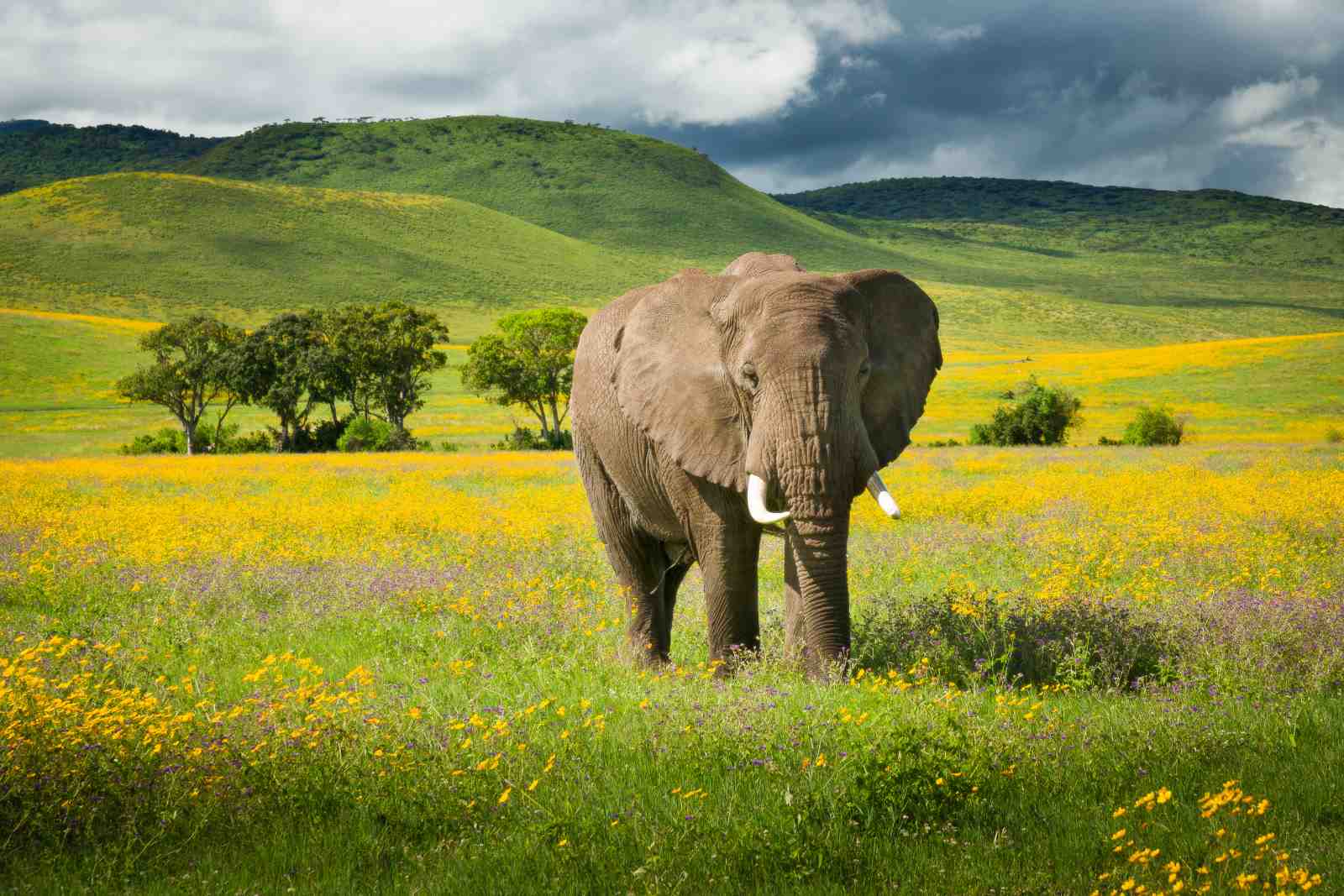 Majestic Elephant Safari Field Wall Art
