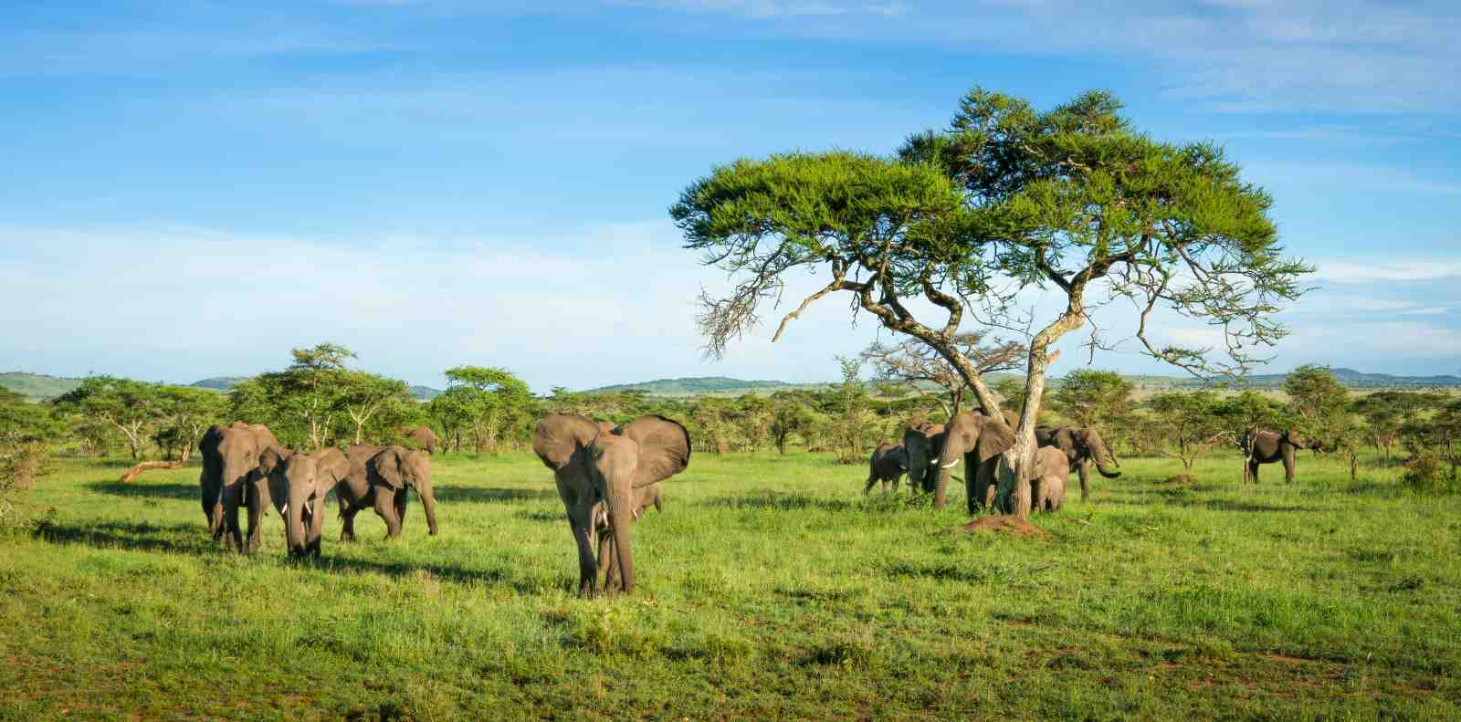 Majestic Elephants Savannah Wildlife Wall Art