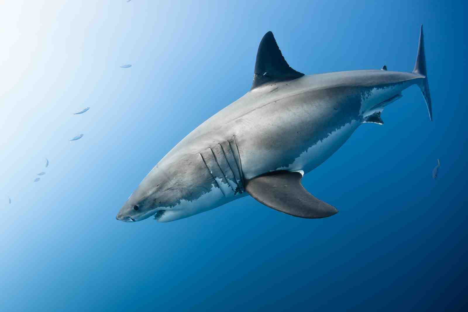 Majestic Great White Shark Underwater Wall Art