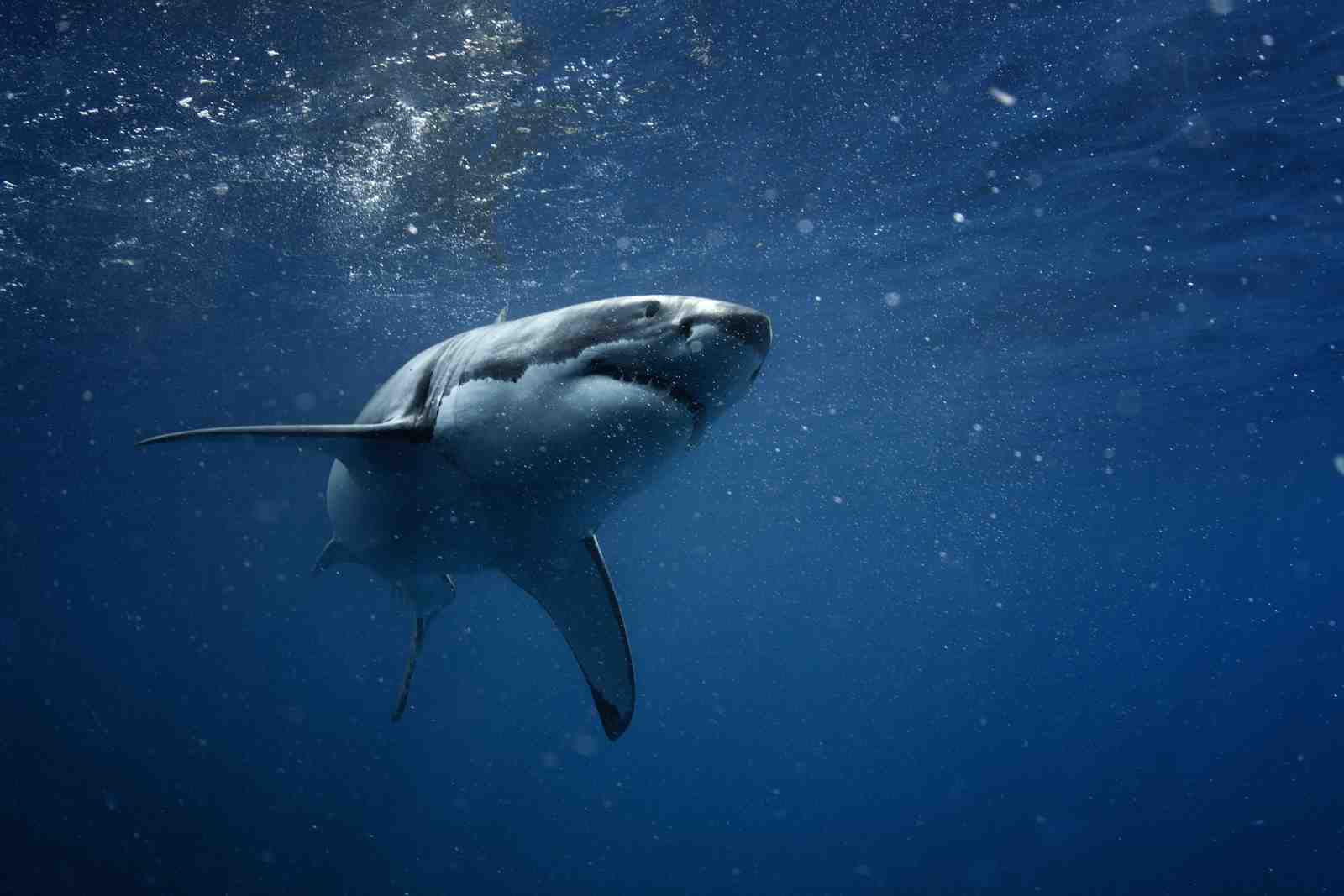 Majestic Great White Shark Wall Art