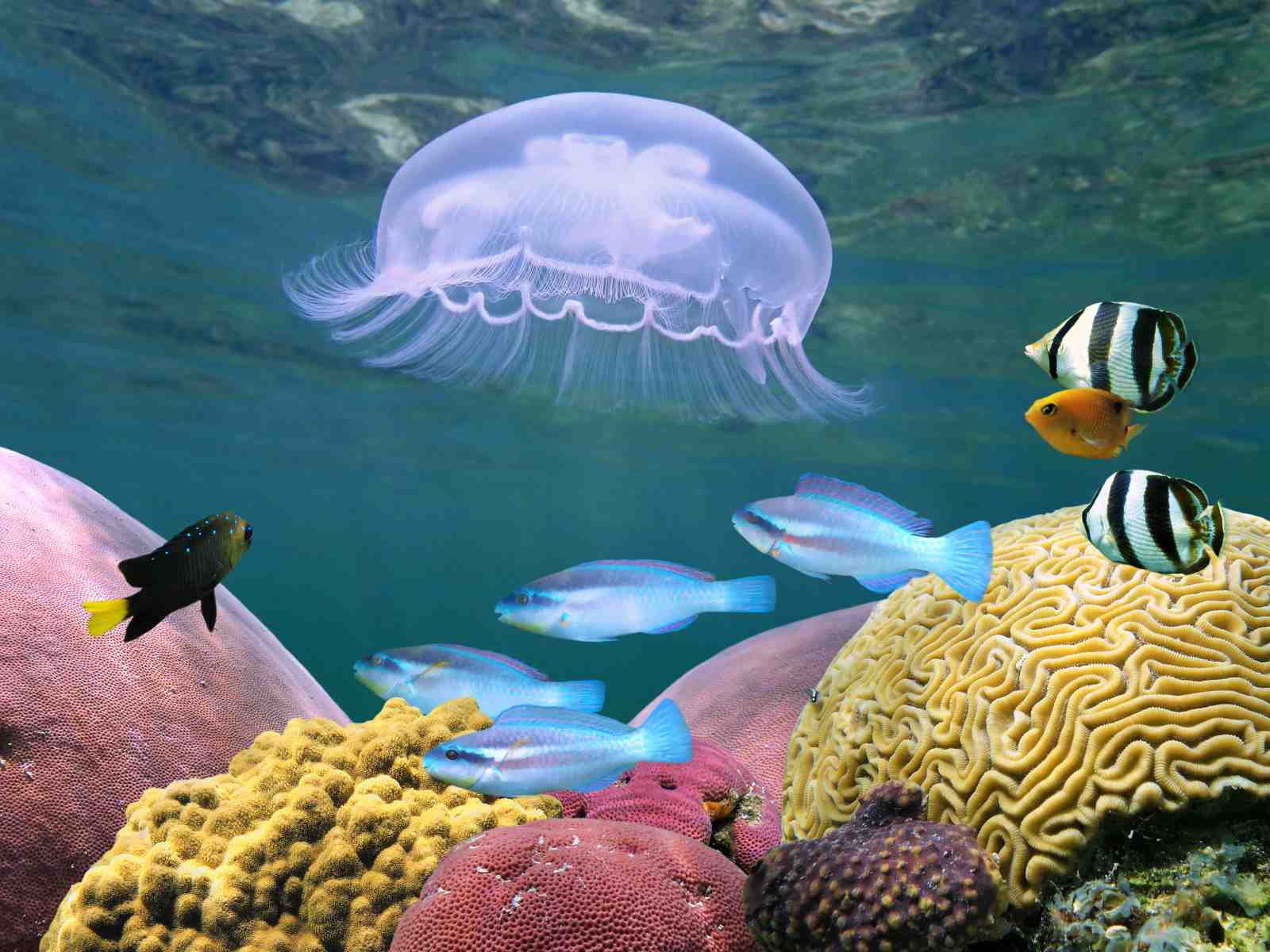 Serene Jellyfish & Coral Reef Wall Art