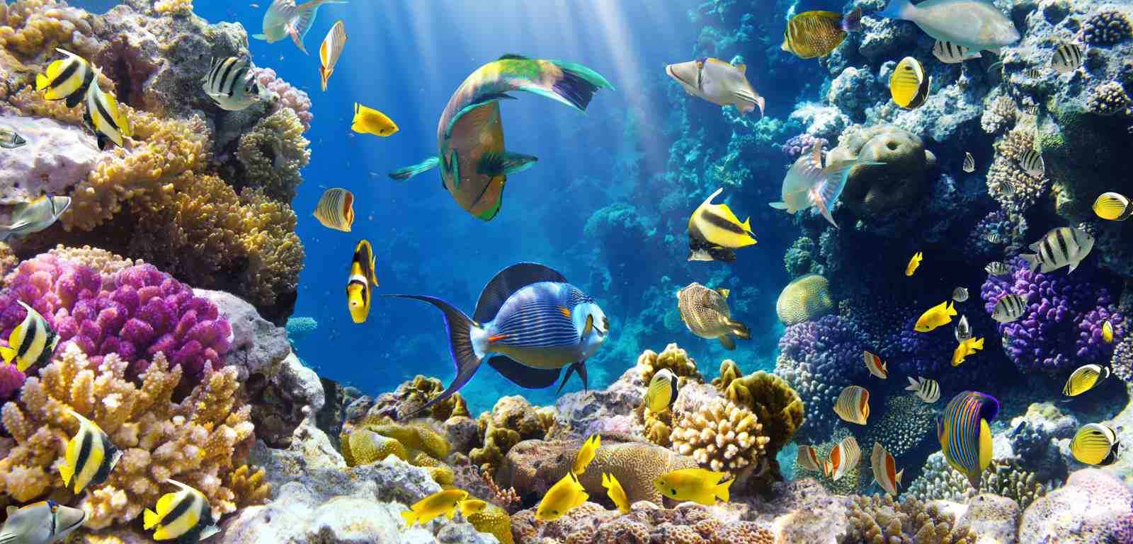 Vibrant Coral Reef Fish Wall Art