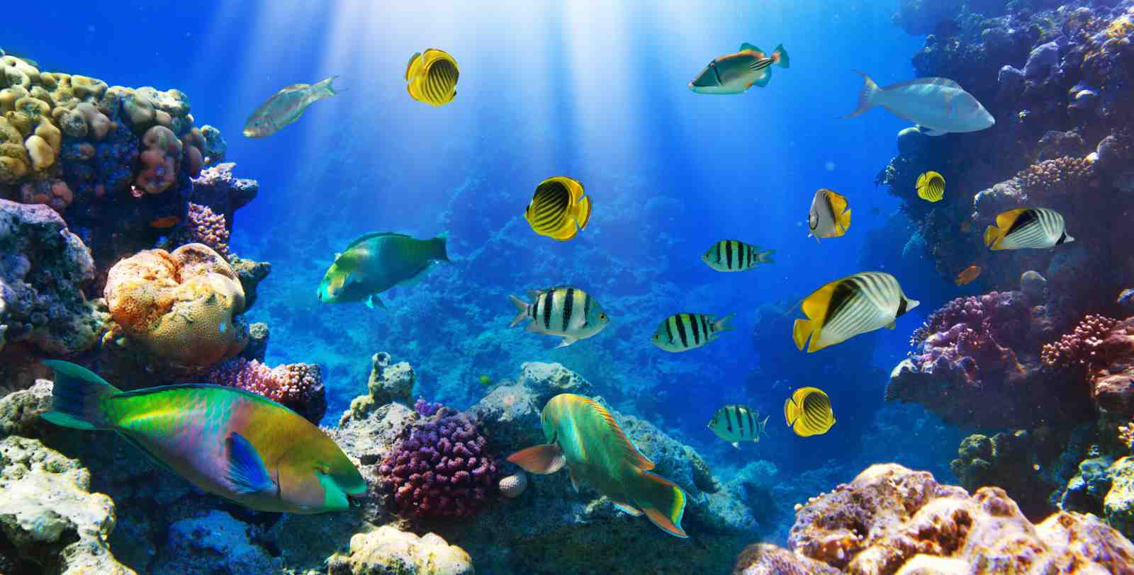 Vibrant Coral Reef Fish Wall Art
