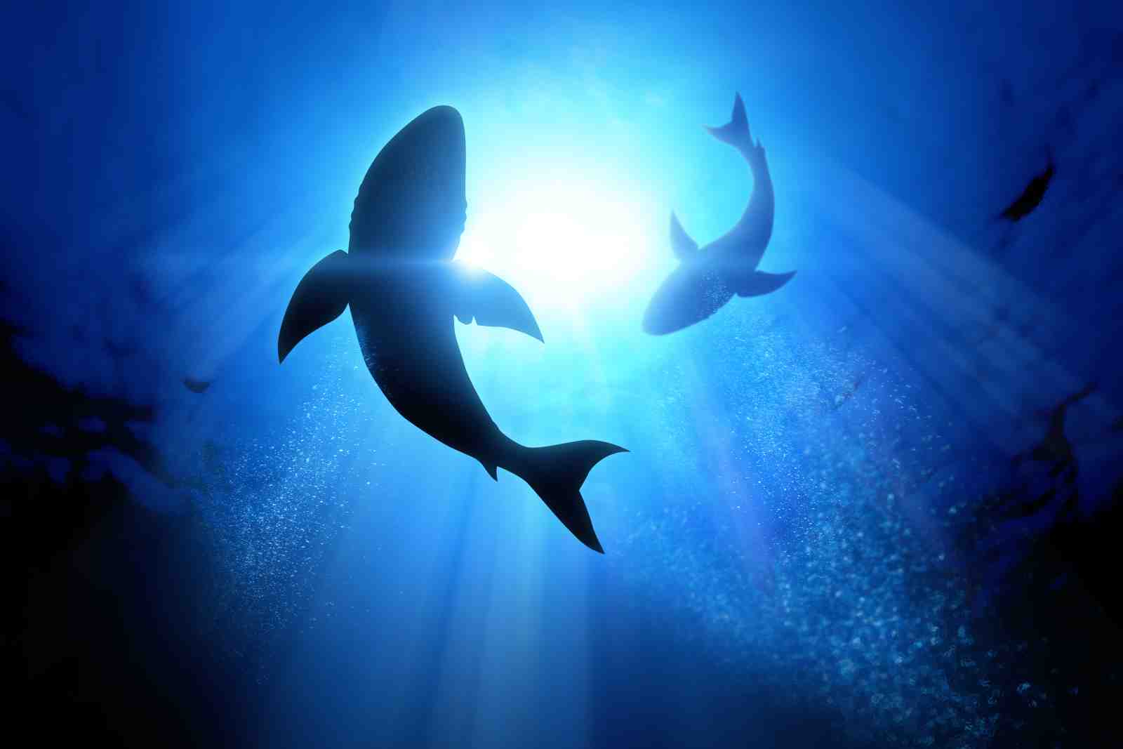 Majestic Sharks in Sunlit Ocean Wall Art