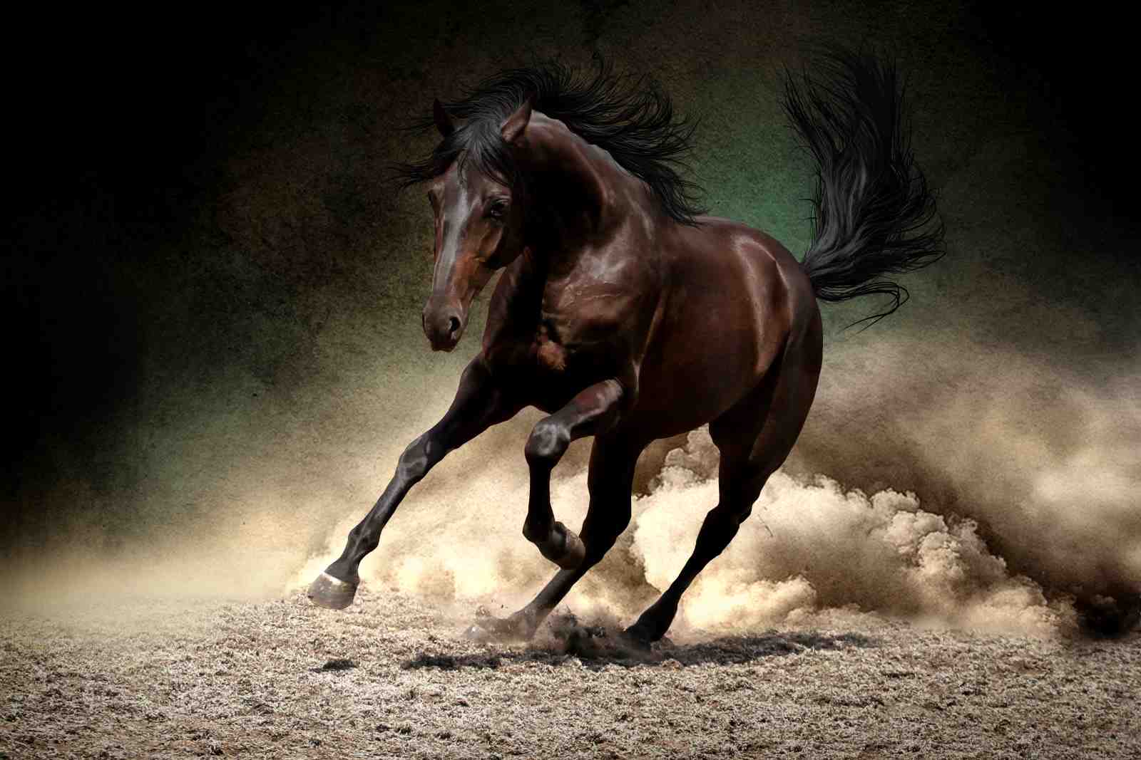 Majestic Horse Galloping Wall Art - Equestrian Art