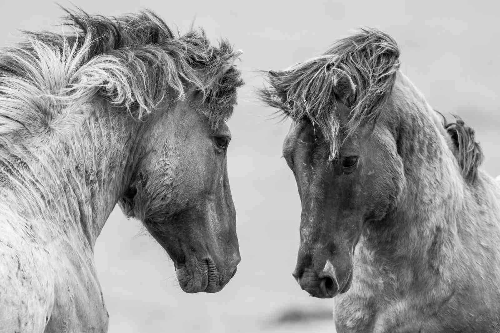 Majestic Equine Bond: Black & White Horse Wall Art