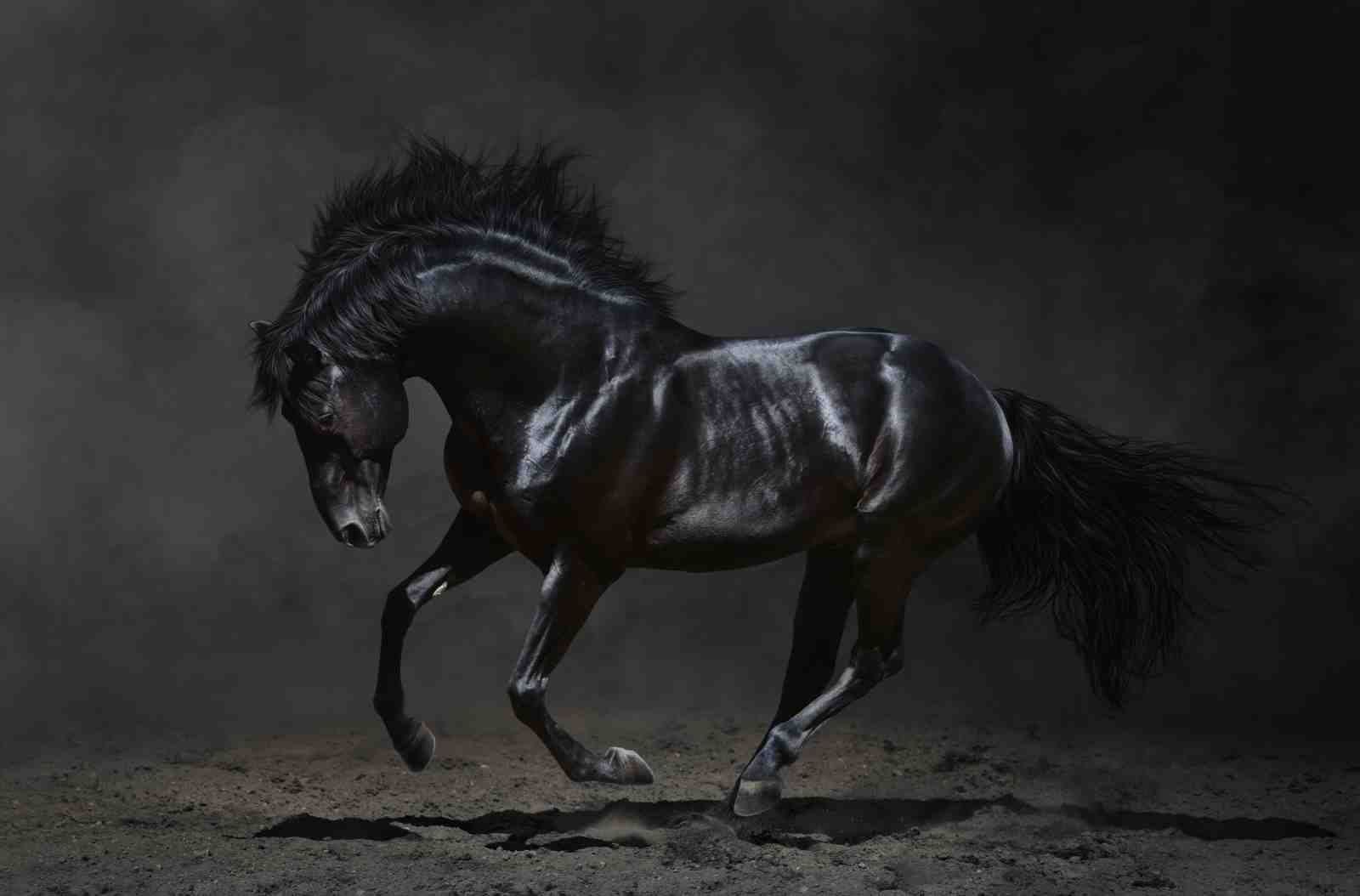 Majestic Black Stallion Horse Wall Art