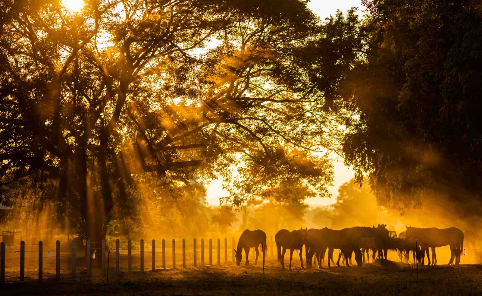 Golden Hour Horses Meadow Wall Art