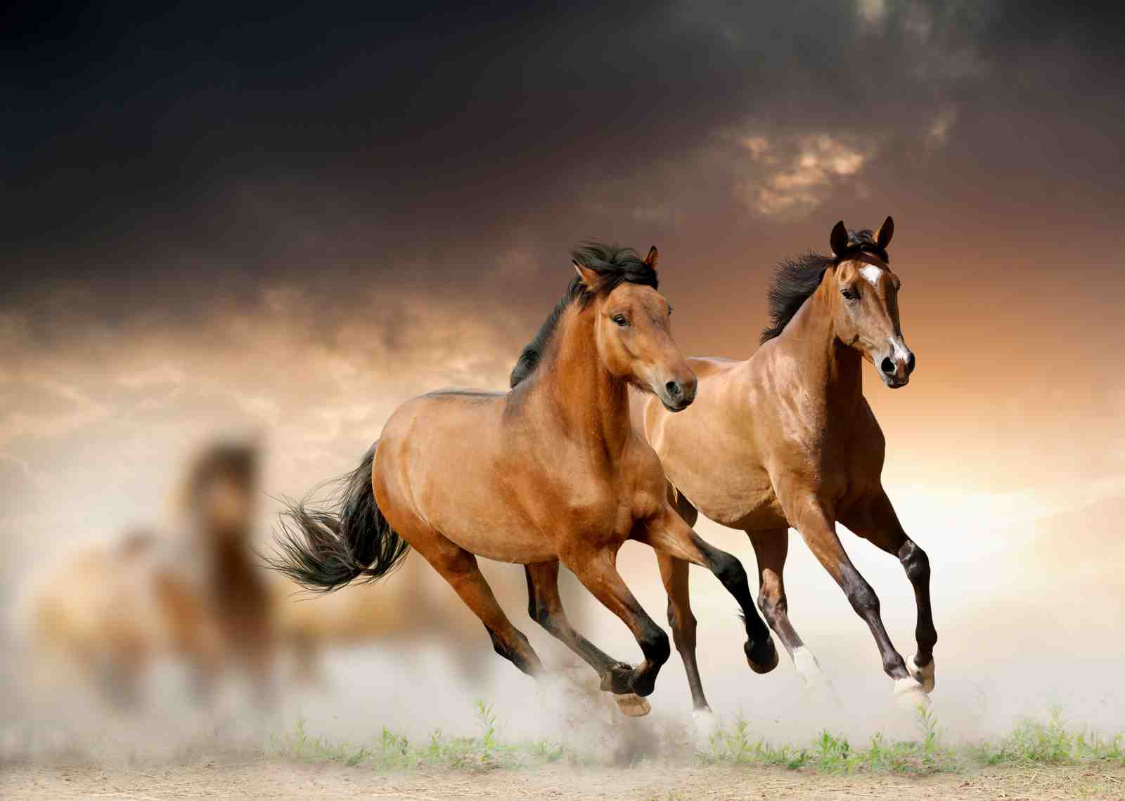 Majestic Horse Gallop Wall Art