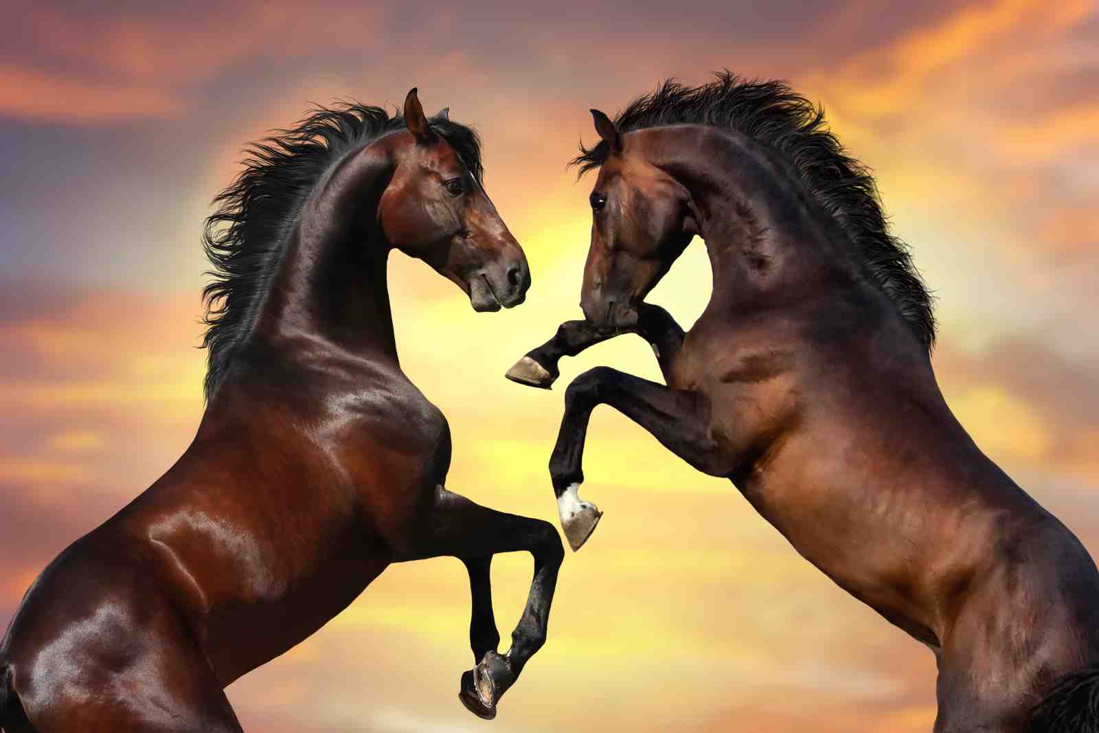 Majestic Rearing Horses Sunset Wall Art