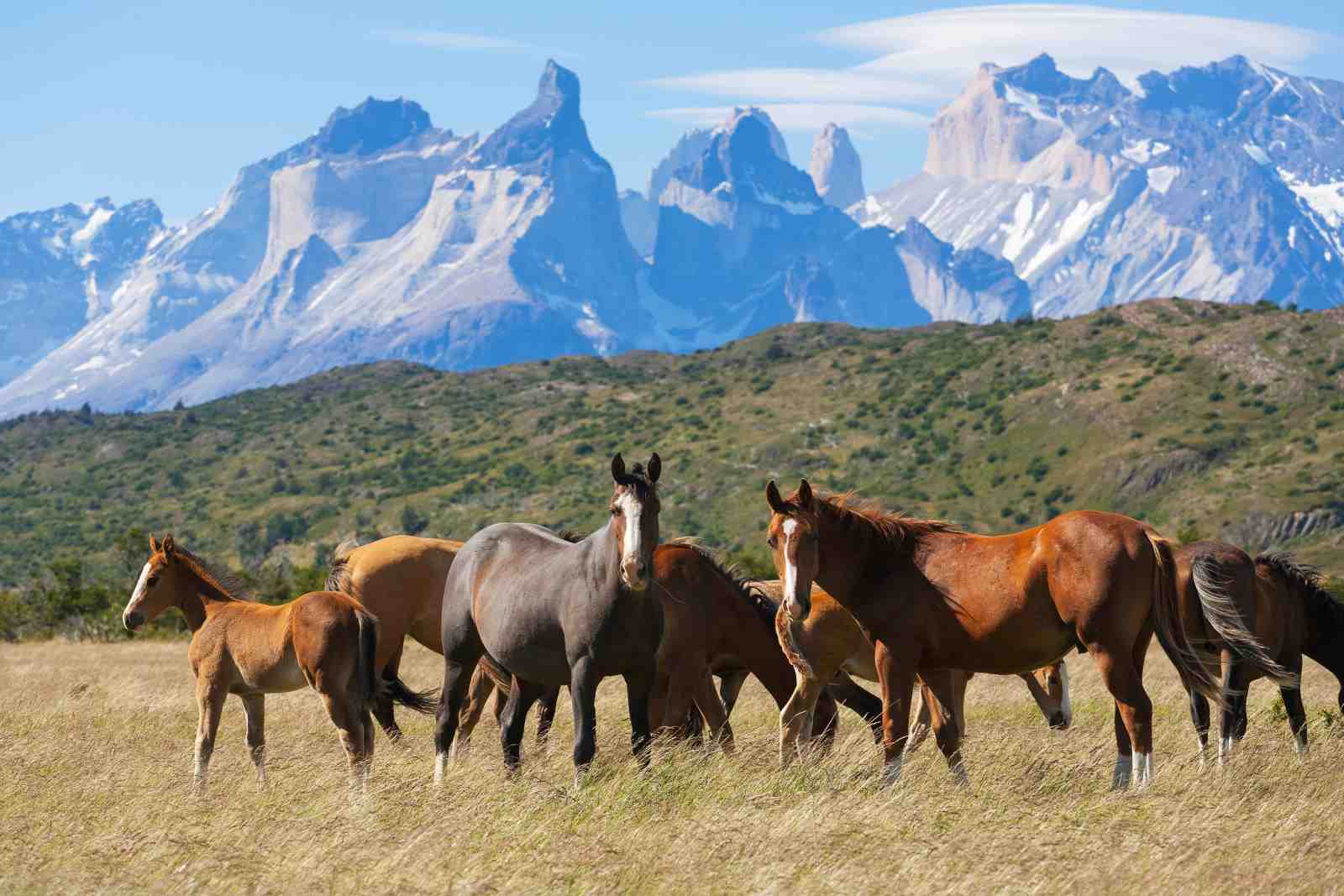 Wild Horses Majestic Mountains Wall Art