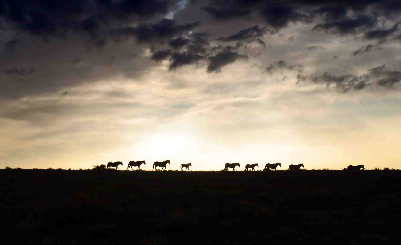 Majestic Horse Herd Sunset Silhouette Wall Art