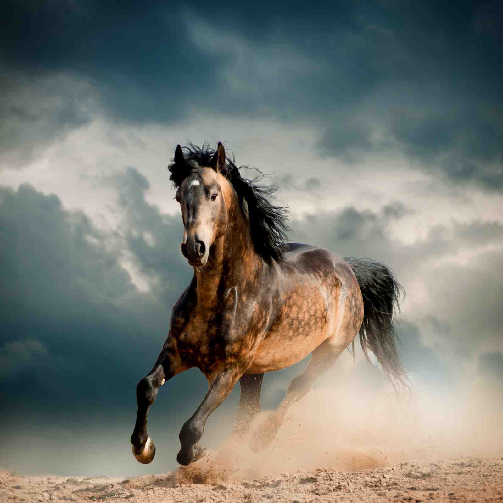 Majestic Horse Gallop Wall Art Wall Art
