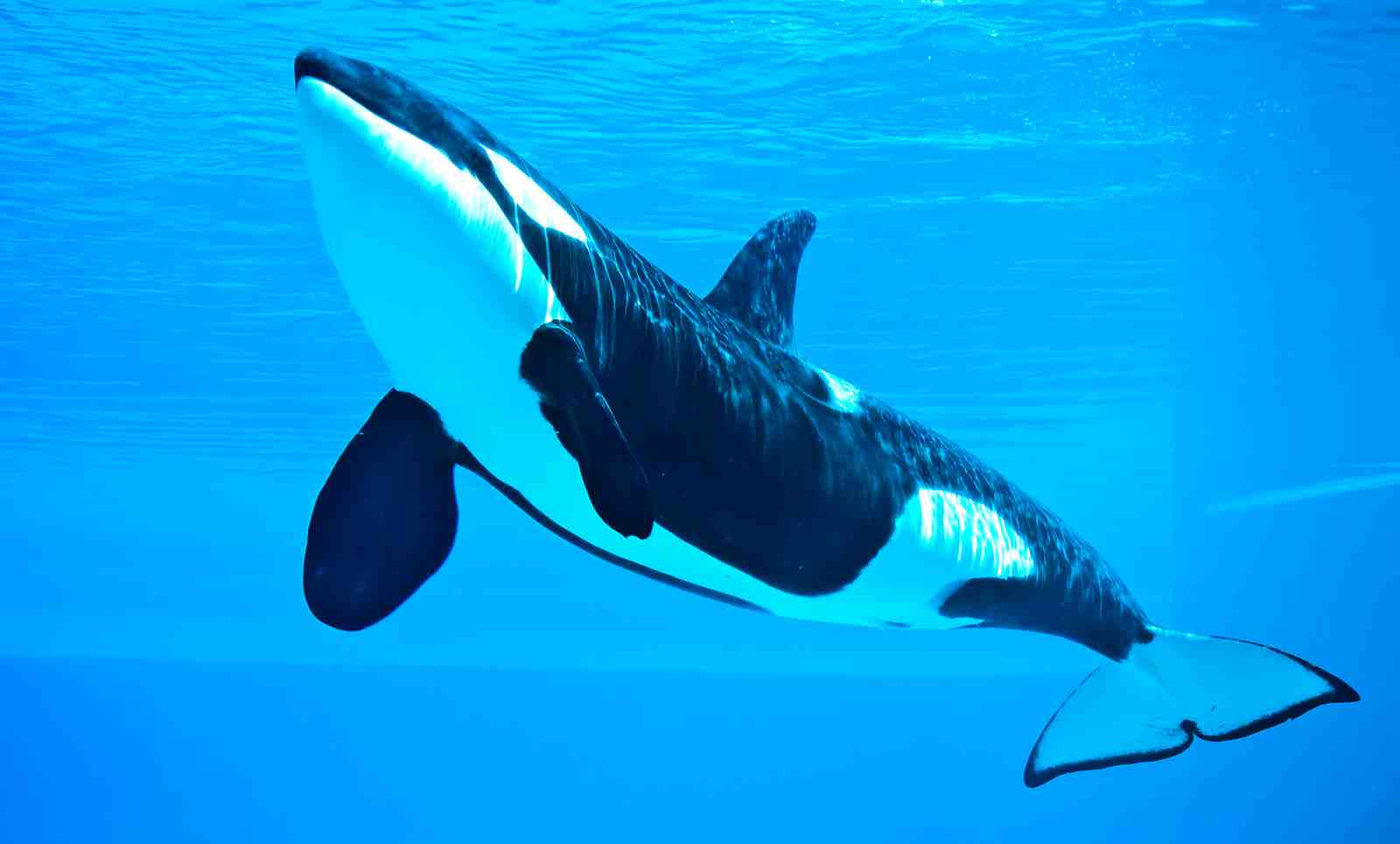 Majestic Orca Ocean Wall Art