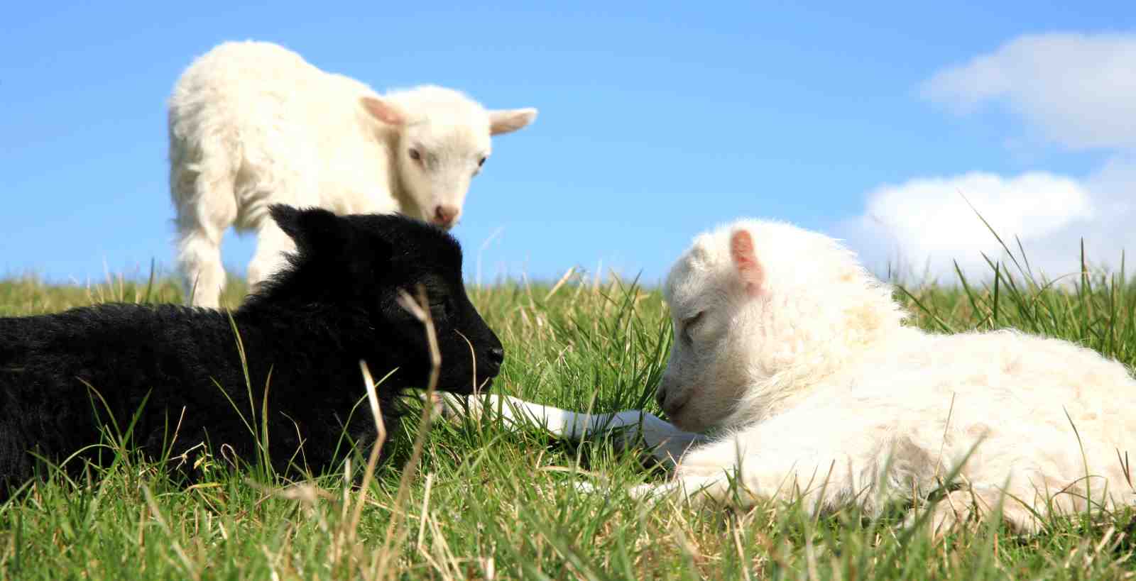 Sweet Sheep Friendship Wall Art
