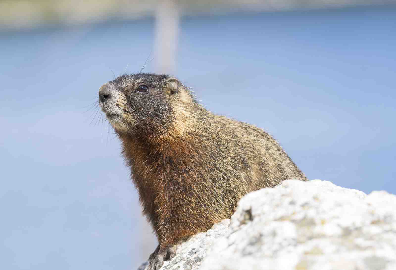 Curious Marmot Wildlife Wall Art