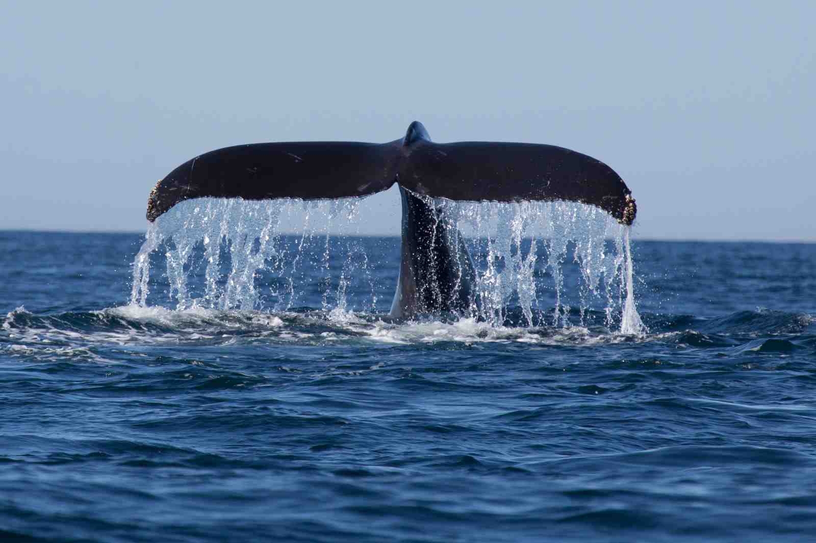 Majestic Whale Tail Splash Wall Art